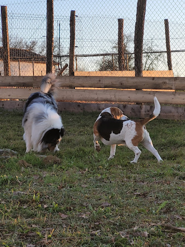 Pension Canine des Sentiers de la Douyne