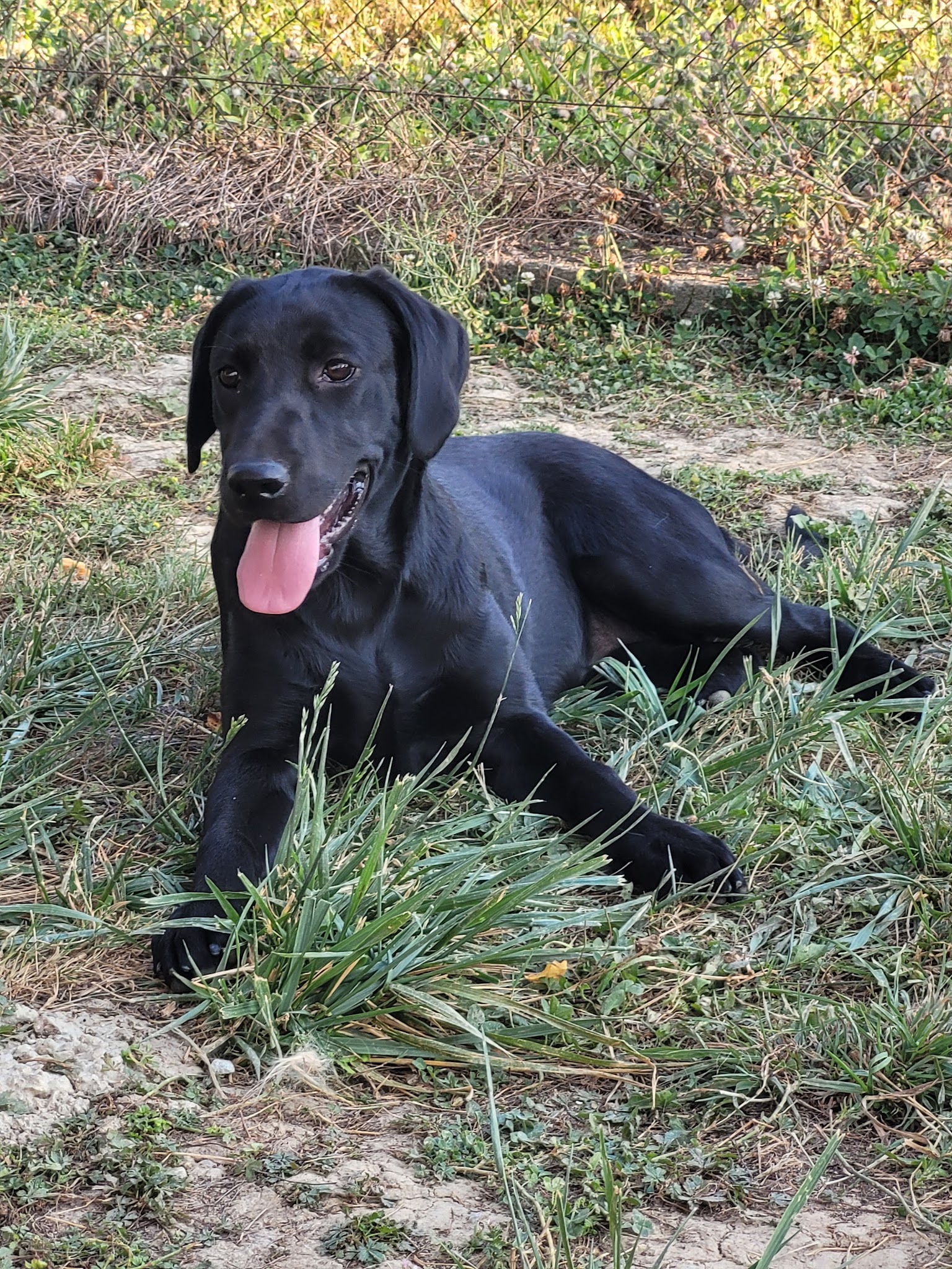 Pension Canine des Sentiers de la Douyne — photo