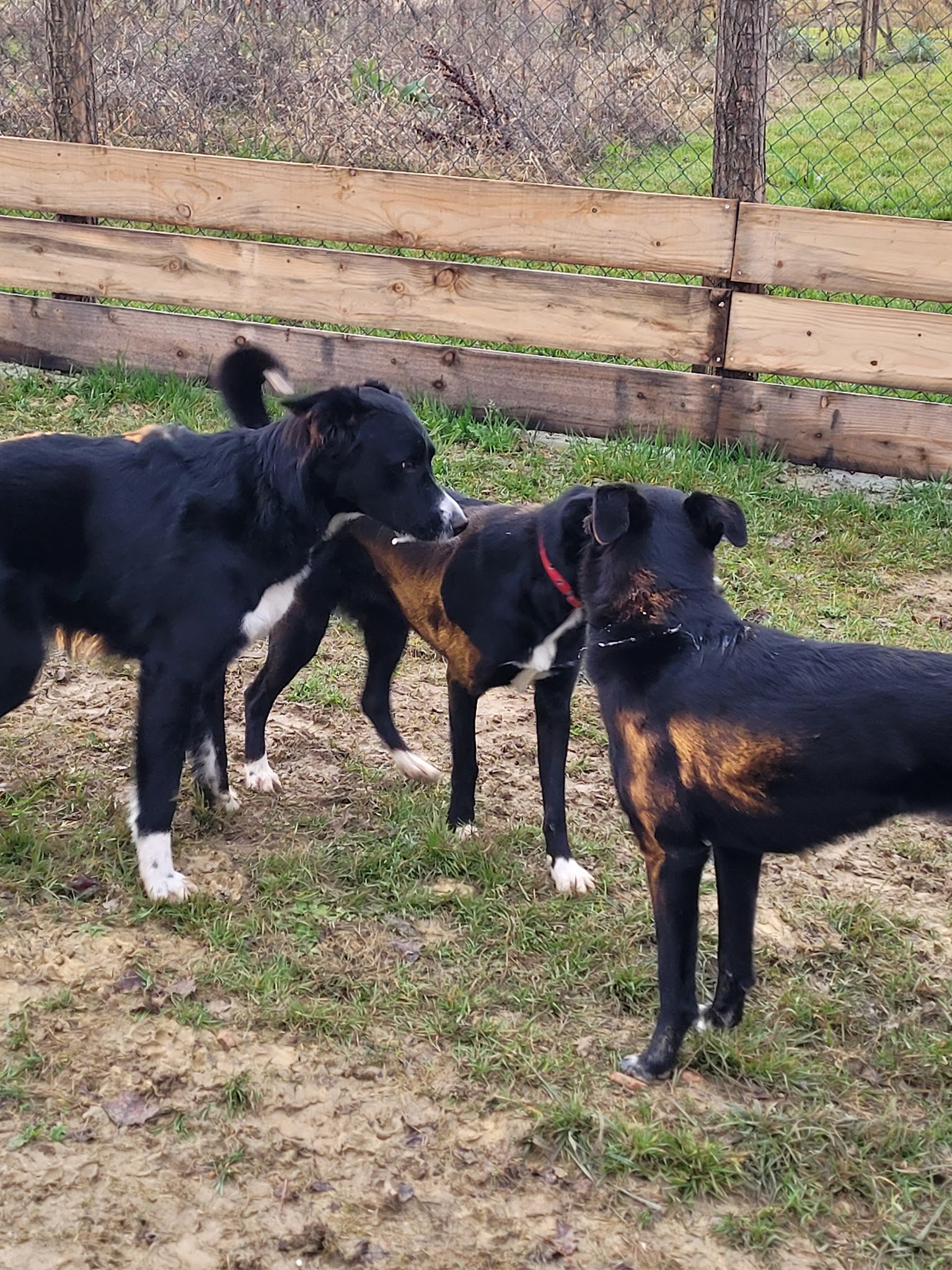 Pension Canine des Sentiers de la Douyne — photo