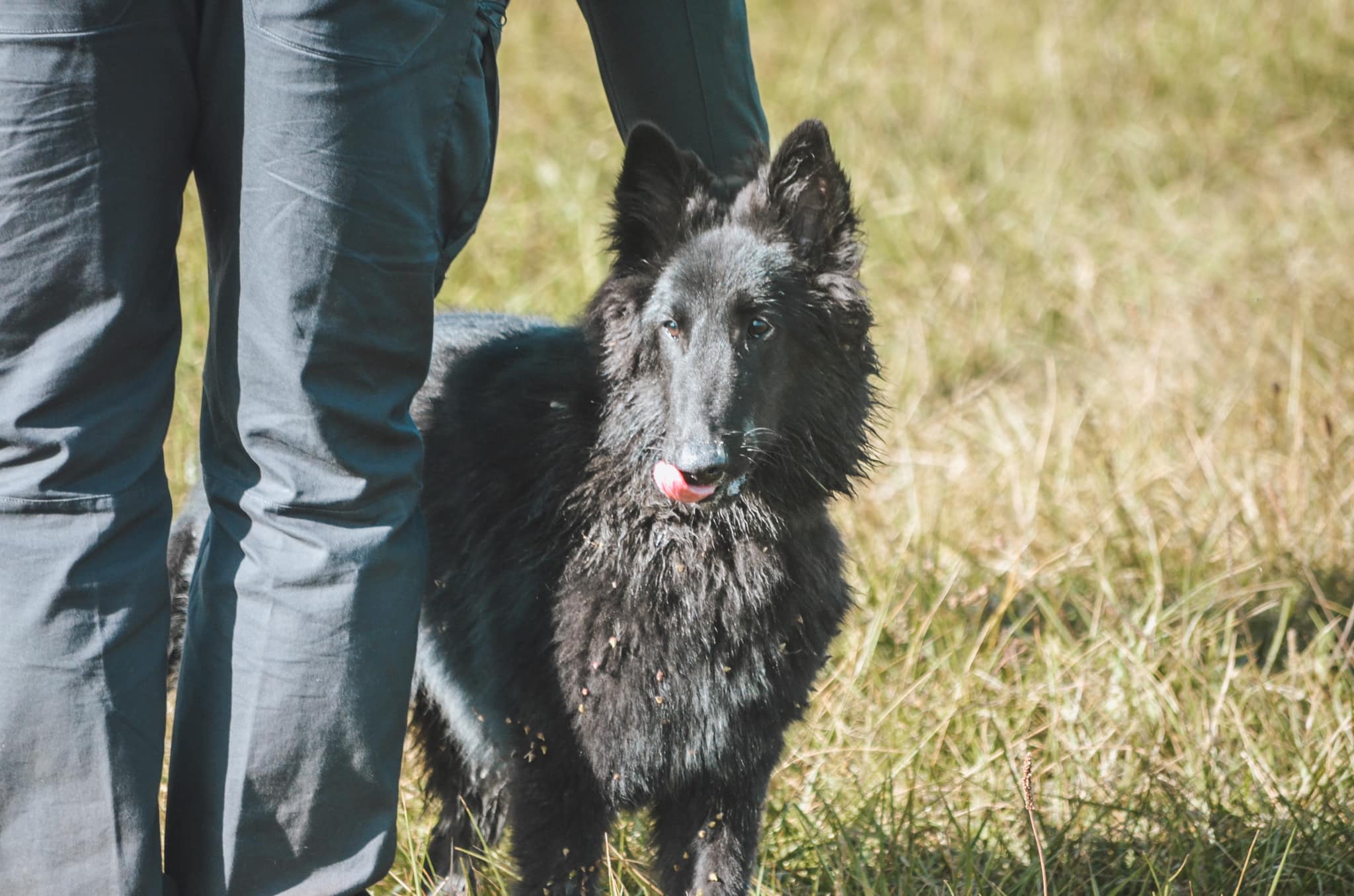 Liebdogs : Educateur - comportementaliste canin — photo
