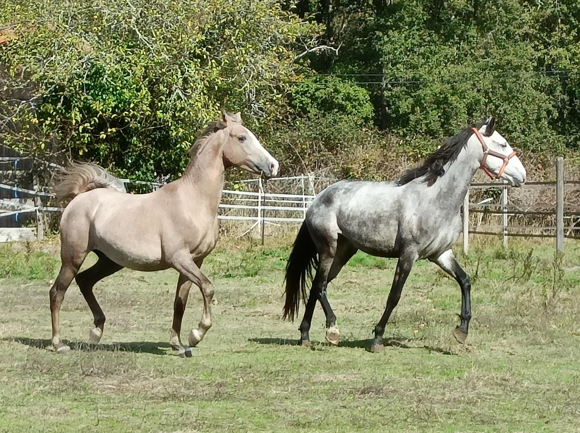 Maryève - Animal Passion & Cie — photo