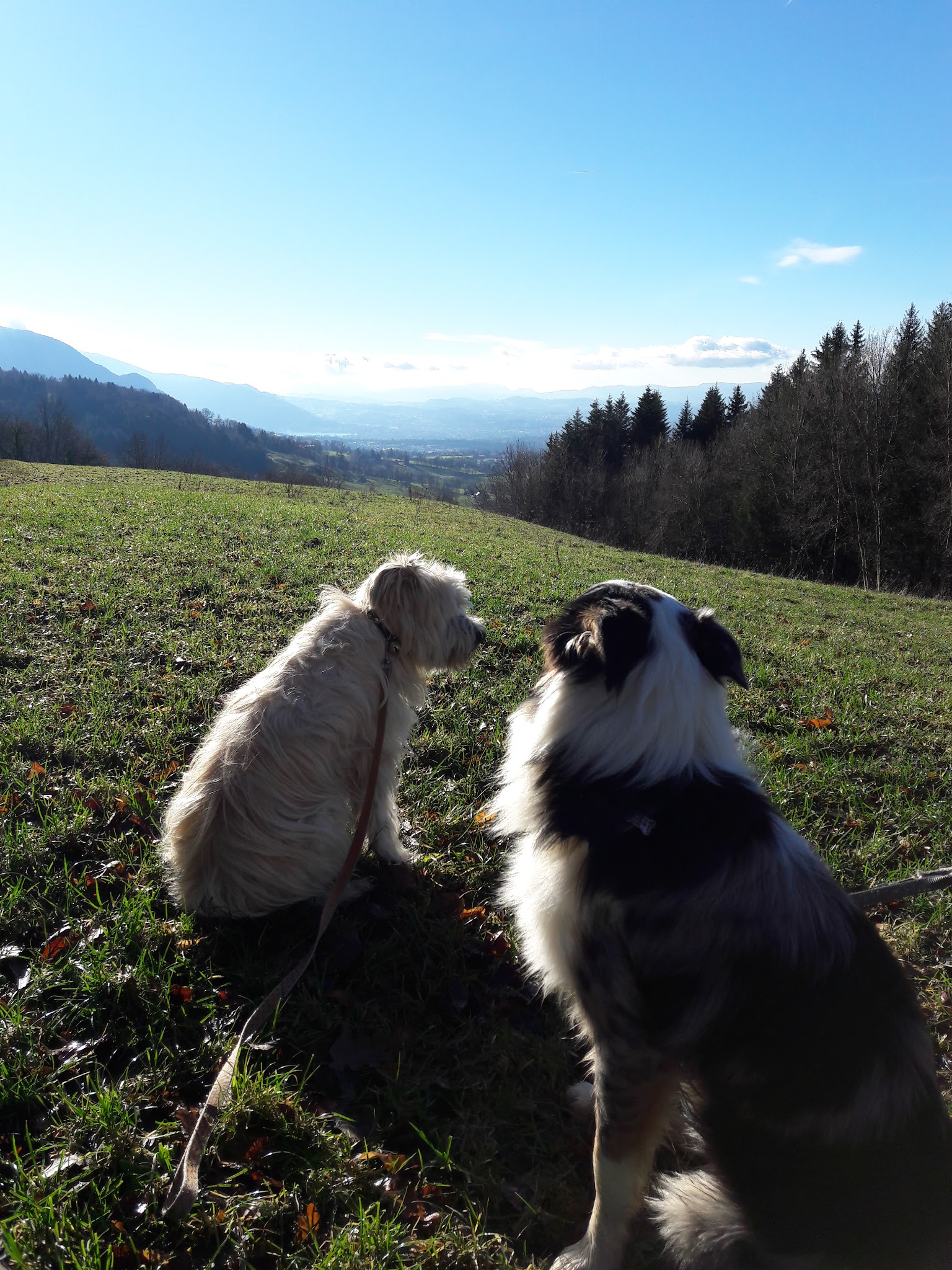 Suzette et Compagnie — photo
