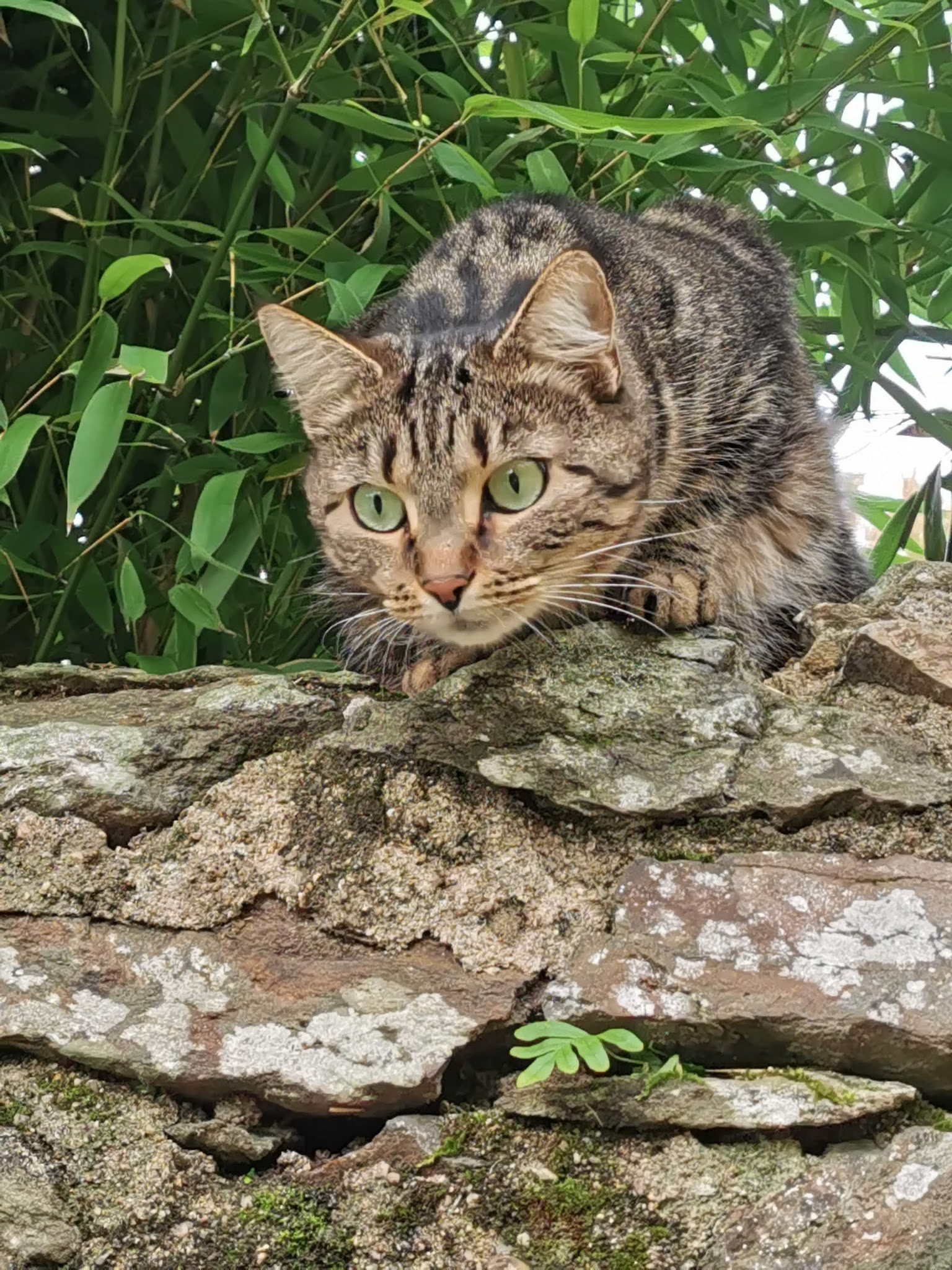 Evelyne Ménard (Les Petites Bouilles) — photo
