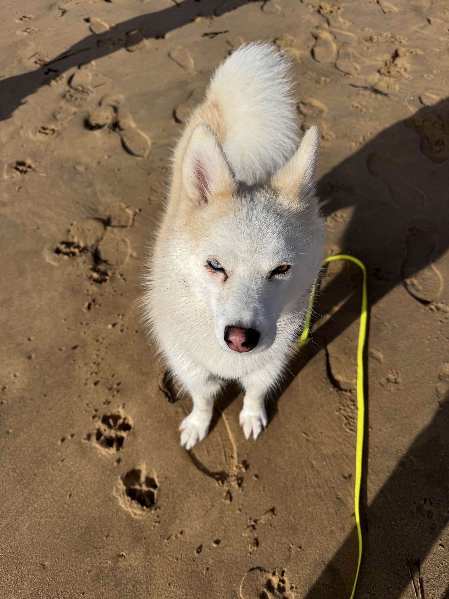 CHIENS DU SOLEIL Educateur Canin Comportementaliste — photo