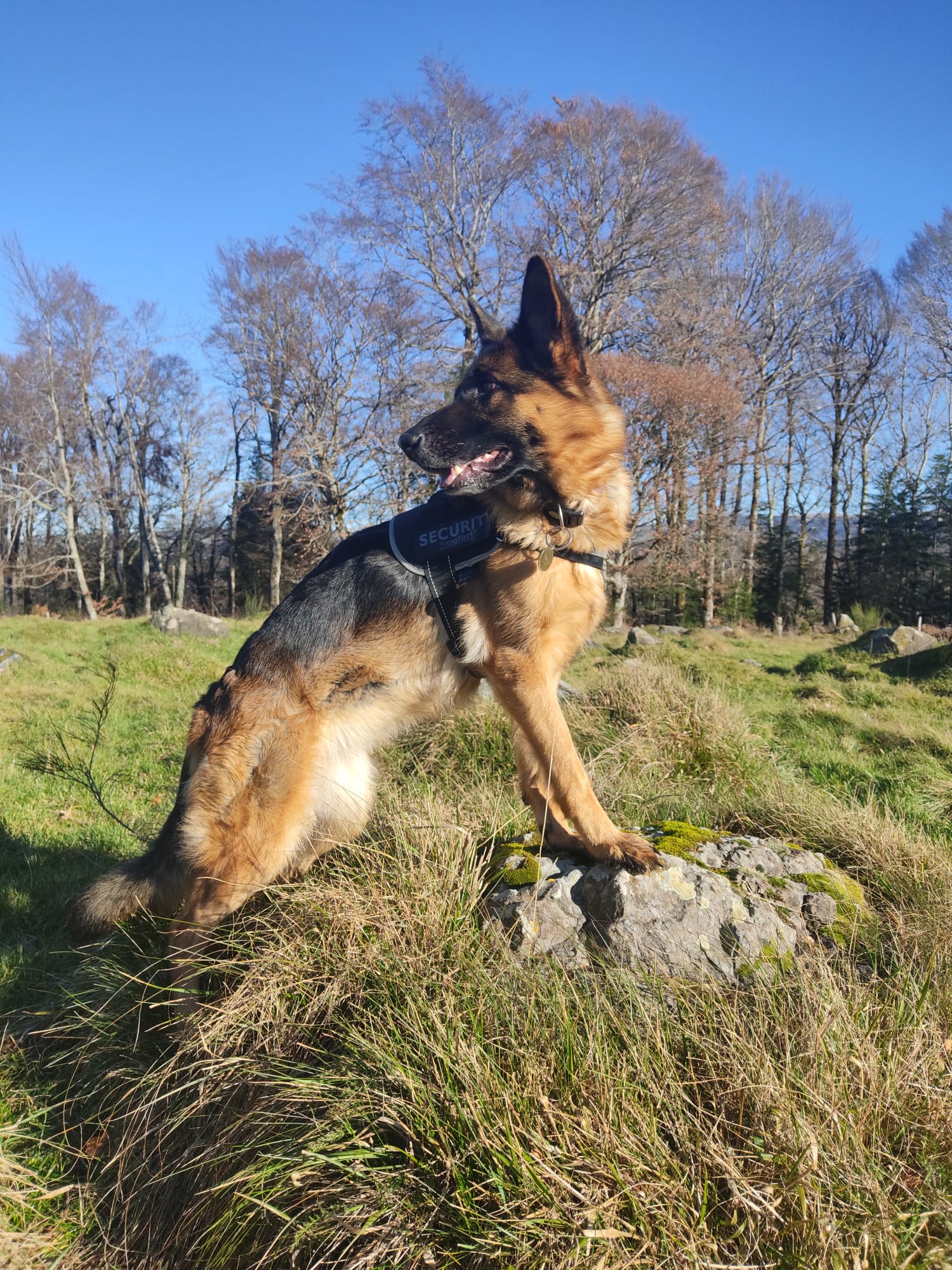 Chez Sane et Scoobie | Pension canine 63 — photo