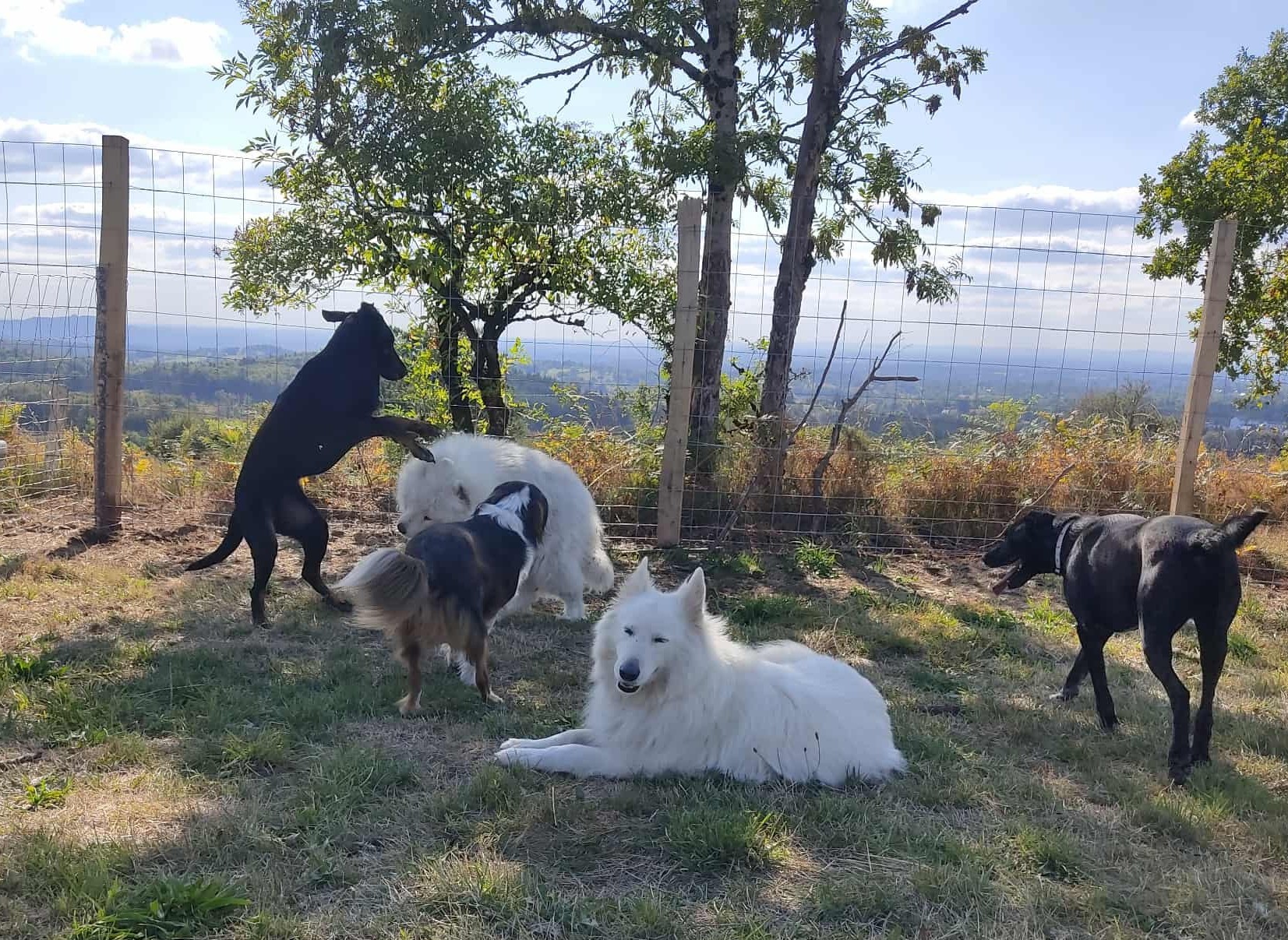 Chez Sane et Scoobie | Pension canine 63
