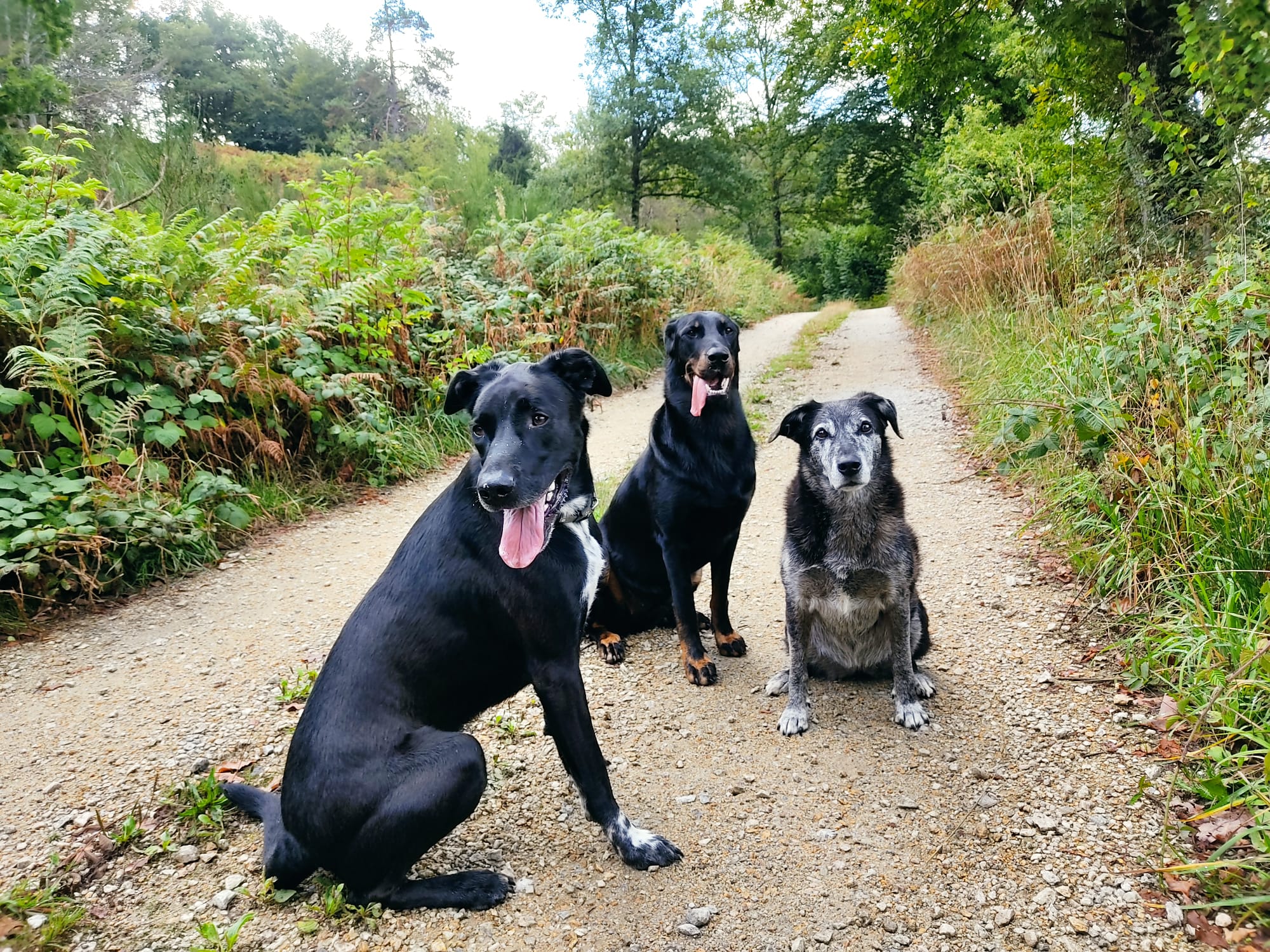 Chez Sane et Scoobie | Pension canine 63 — photo