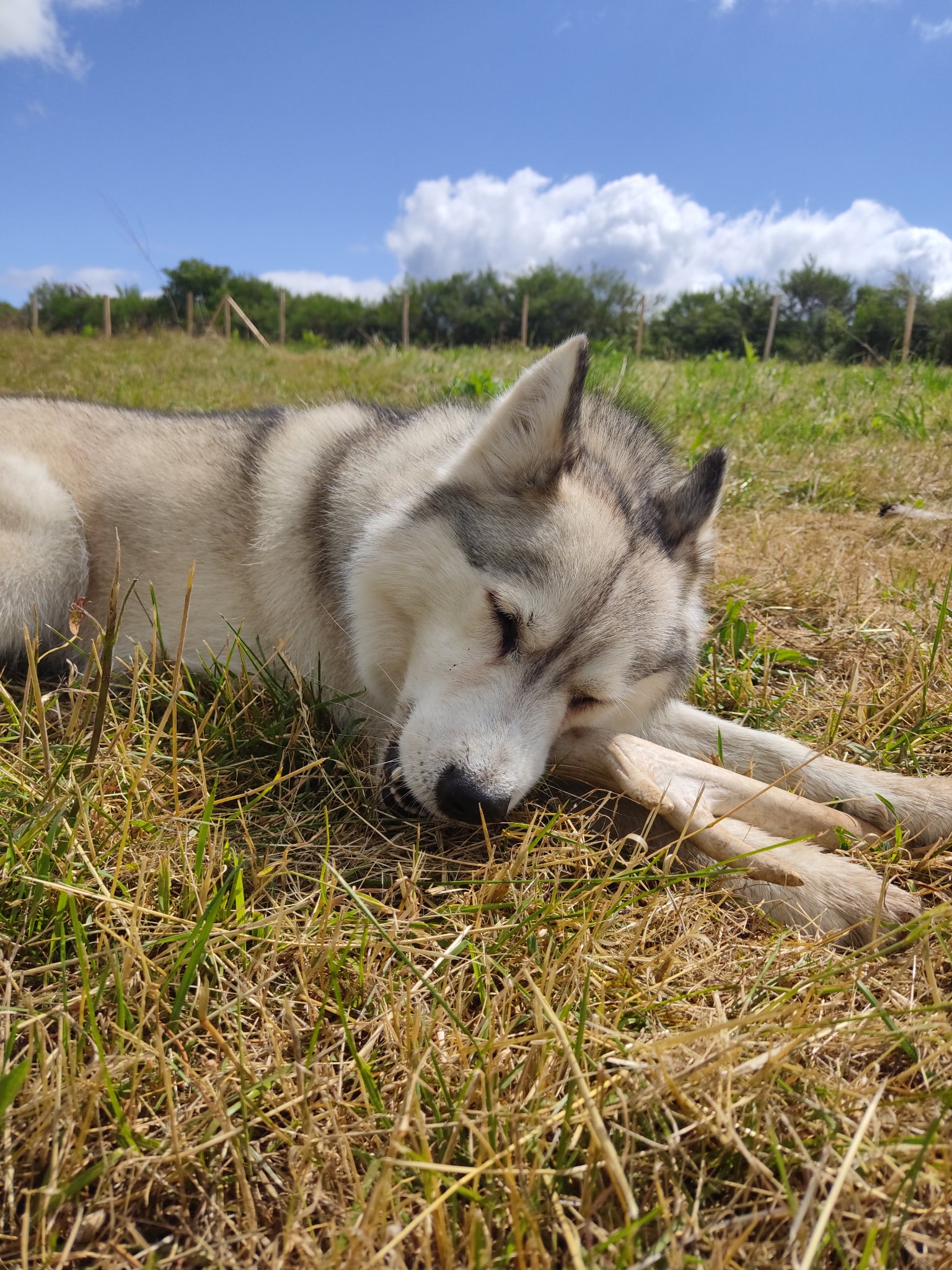 Chez Sane et Scoobie | Pension canine 63 — photo