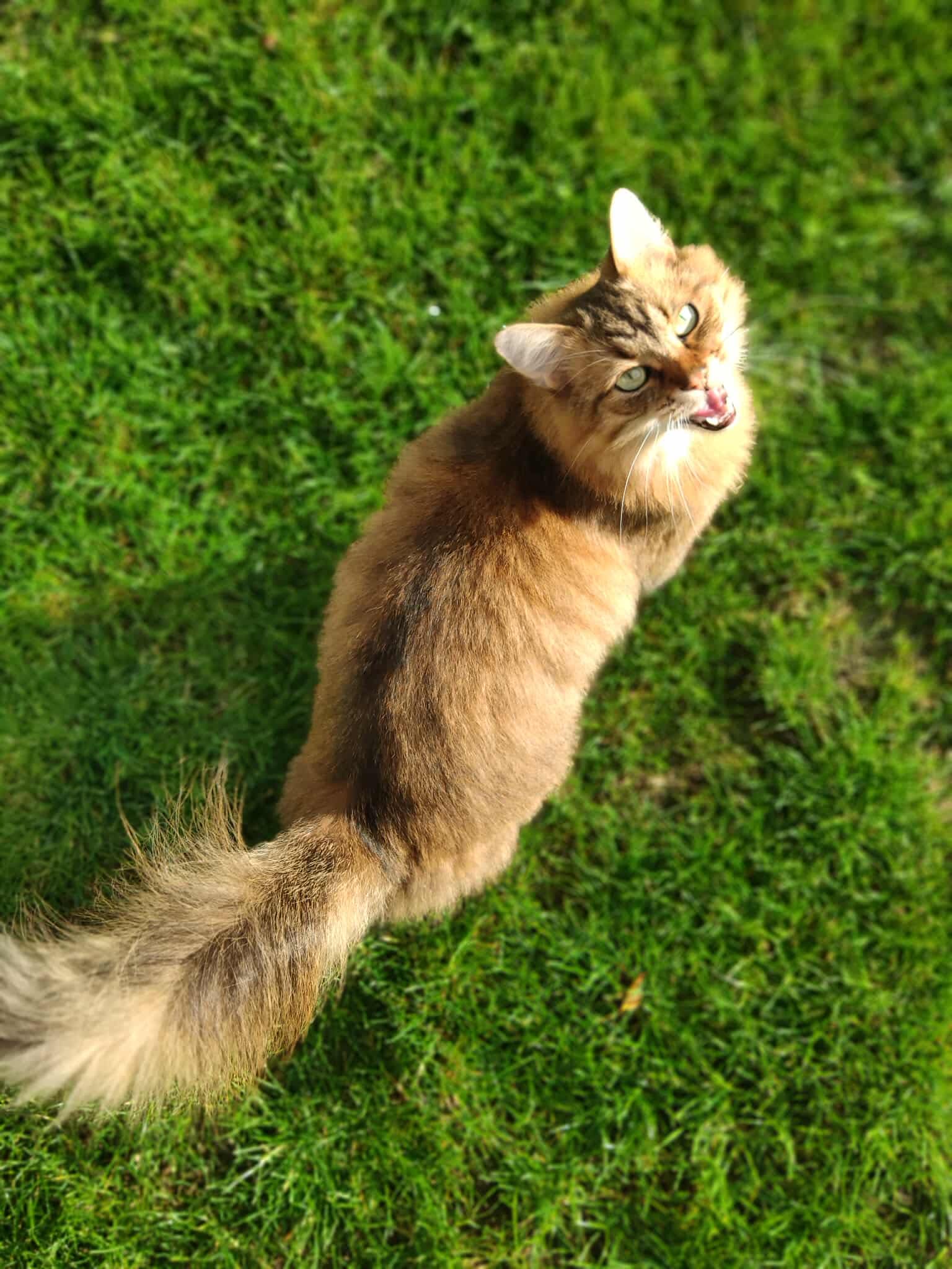 Omina Pet Sitting — photo