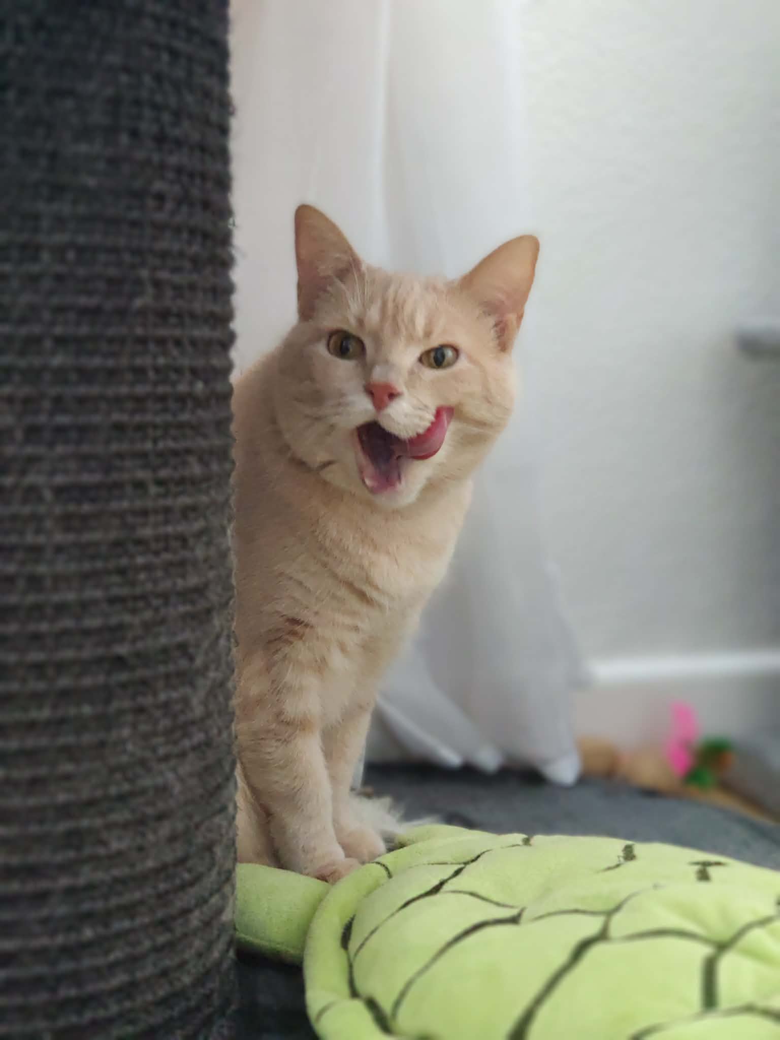 Omina Pet Sitting — photo