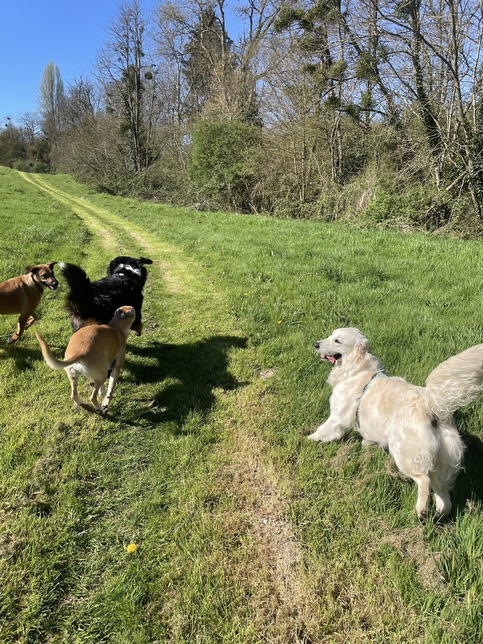 Anim'Auberge 41 - pension familiale chien