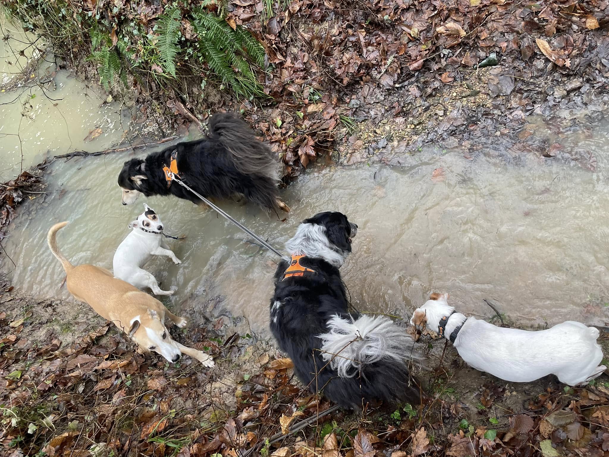 Anim'Auberge 41 - pension familiale chien — photo