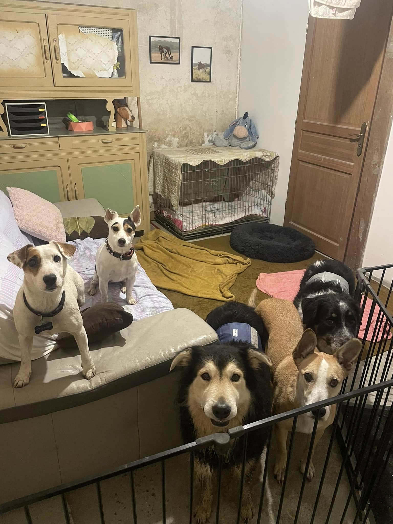 Anim'Auberge 41 - pension familiale chien — photo