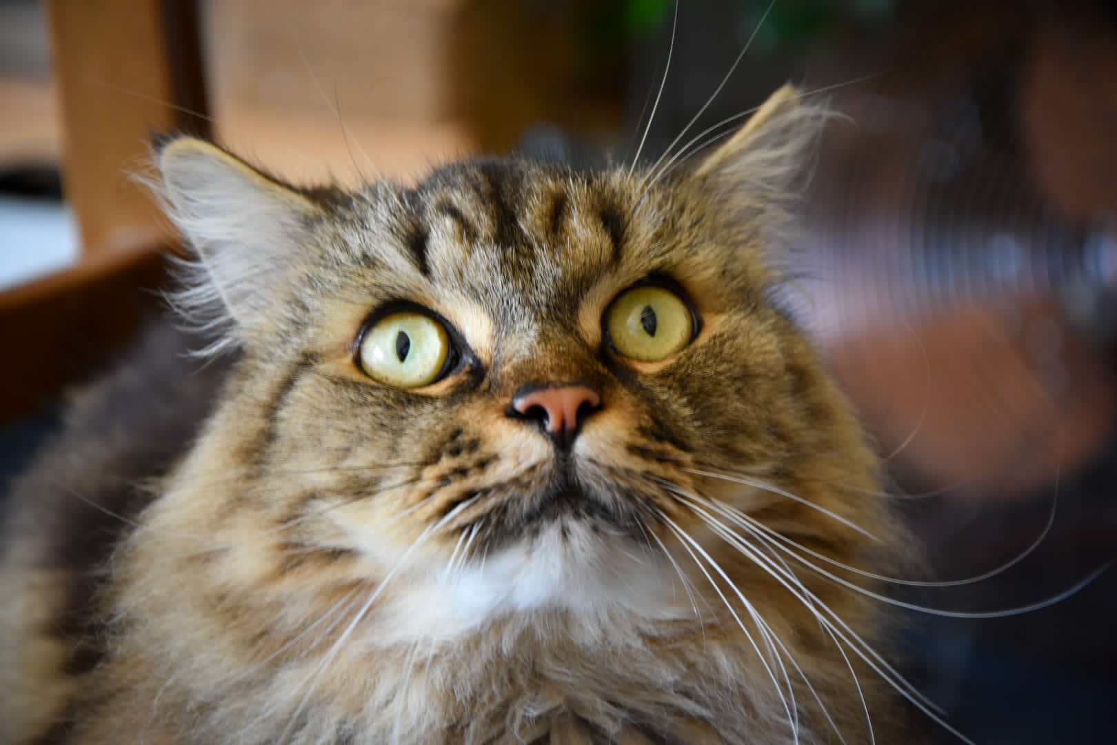 La Patounette by Ben - Pet Sitter Bordeaux - Bordeaux - Rive droite — photo
