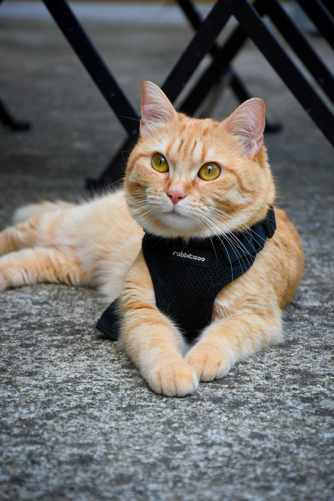 La Patounette by Ben - Pet Sitter Bordeaux - Bordeaux - Rive droite — photo
