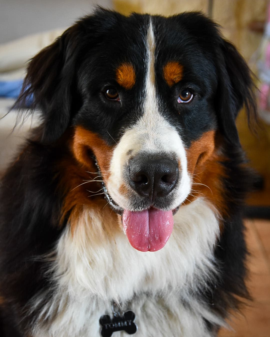 La Patounette by Ben - Pet Sitter Bordeaux - Bordeaux - Rive droite — photo