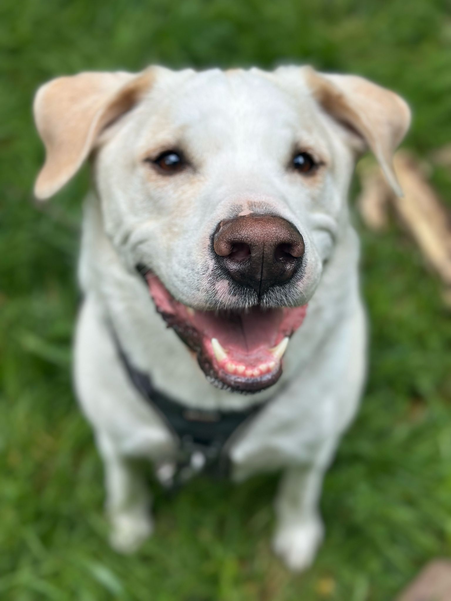 La Patounette by Ben - Pet Sitter Bordeaux - Bordeaux - Rive droite — photo