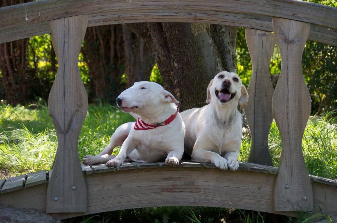 Pension canine de la petite plaine — photo
