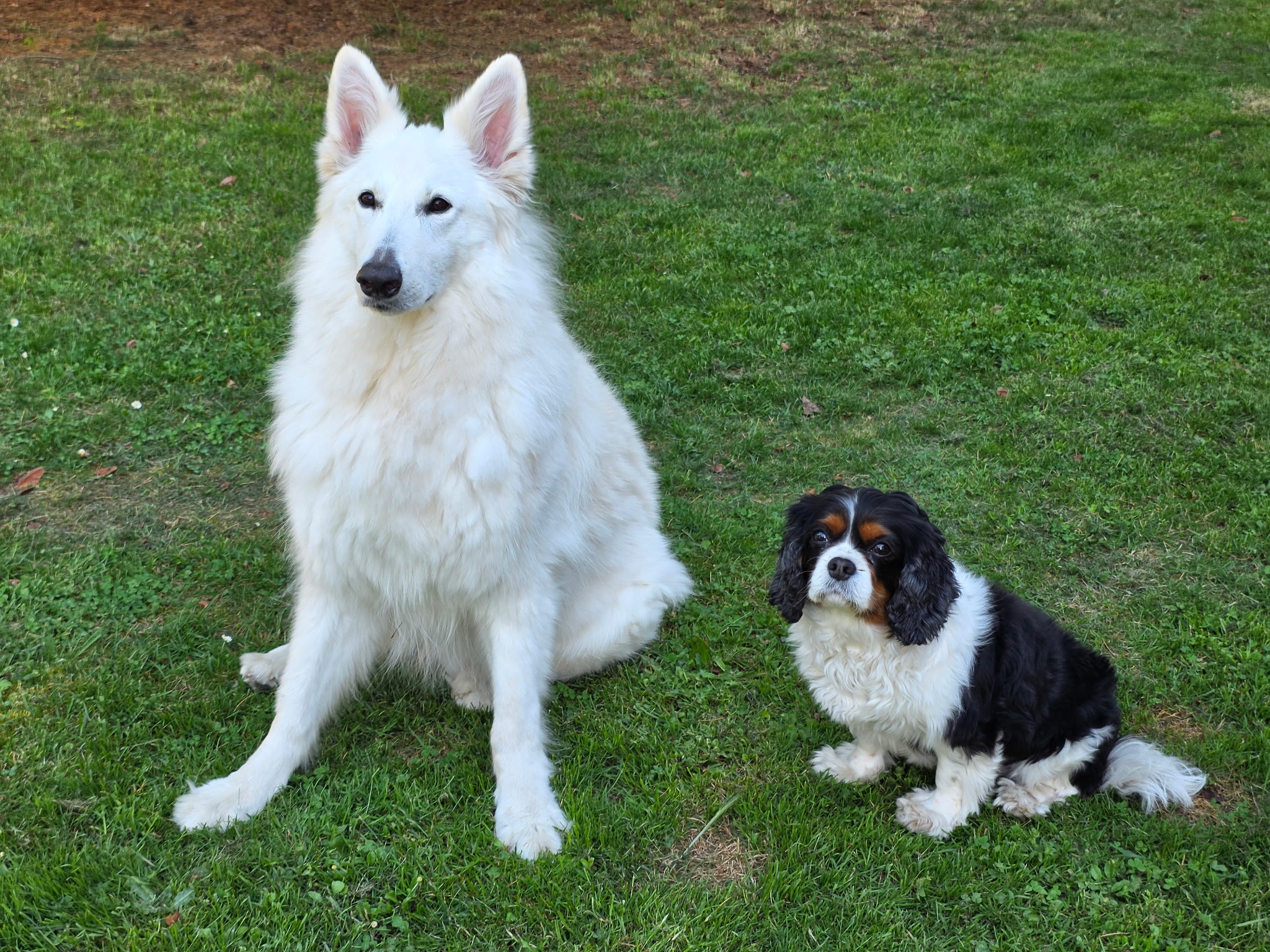 Pension canine de la petite plaine — photo