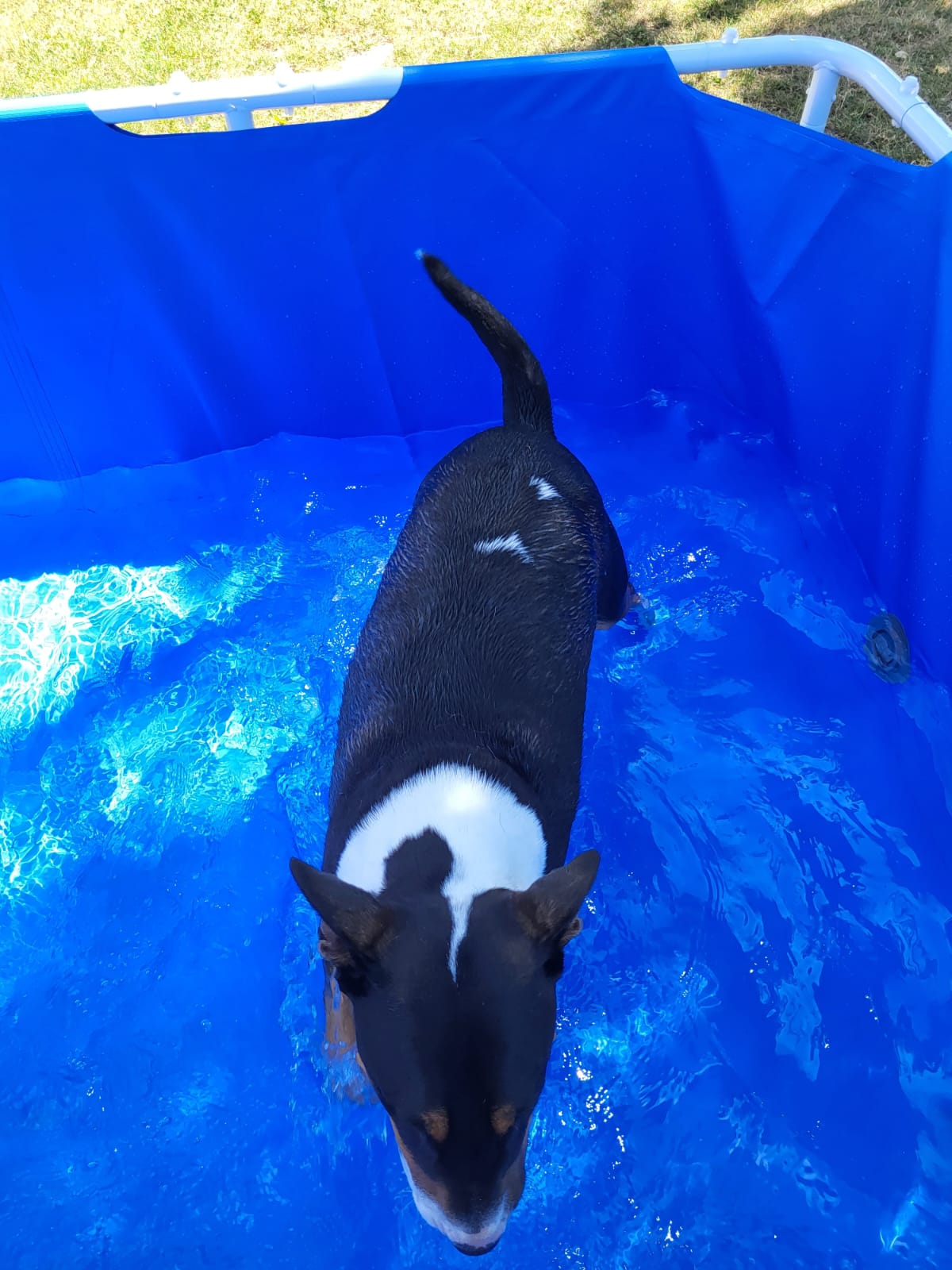 Pension canine de la petite plaine — photo