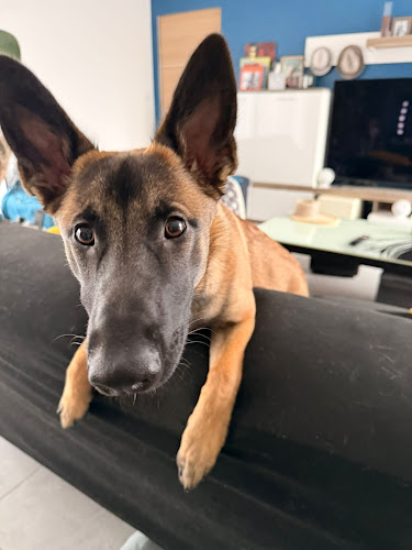 Hélène Éducation Canine