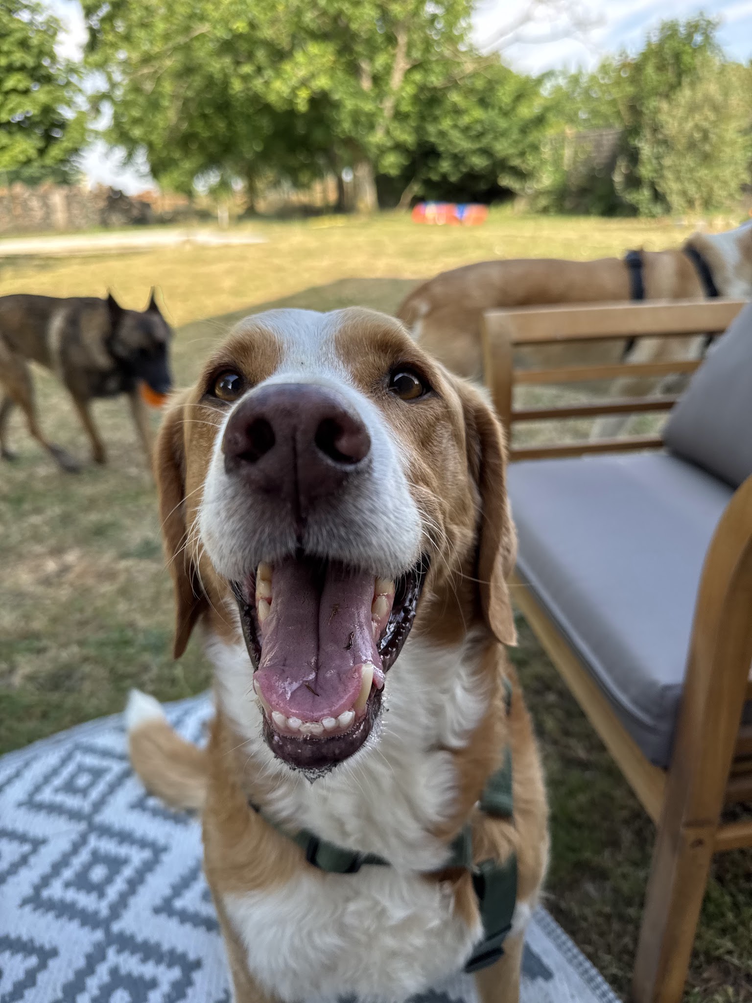ANITEAM | Éducation & comportement canin