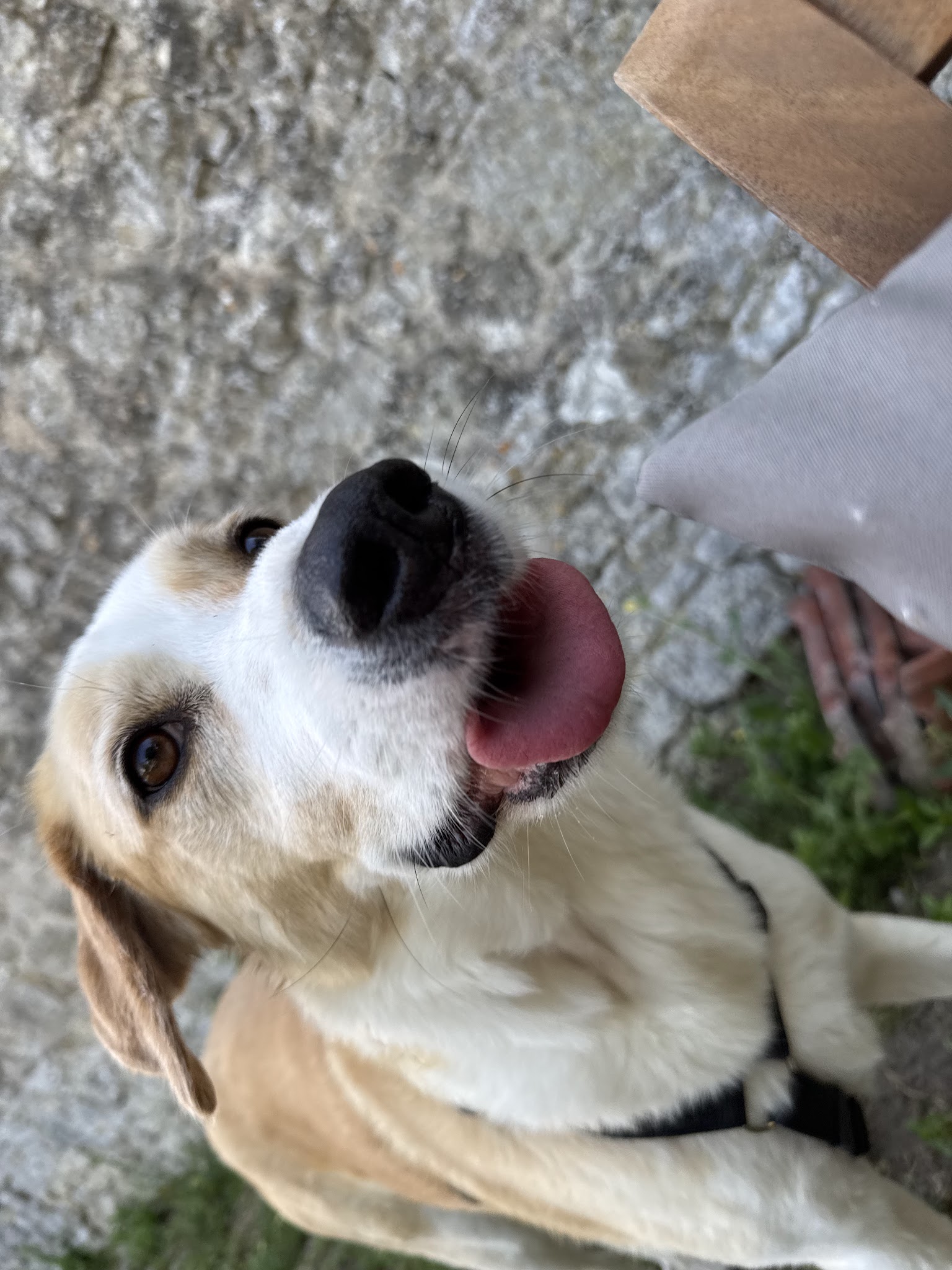 ANITEAM | Éducation & comportement canin — photo