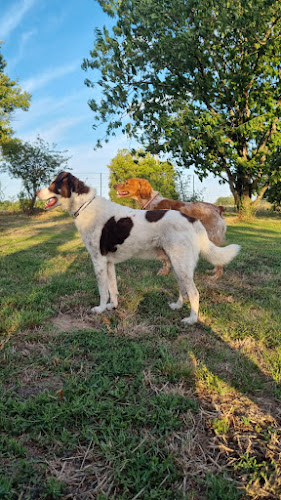 L'UniVair des chiens