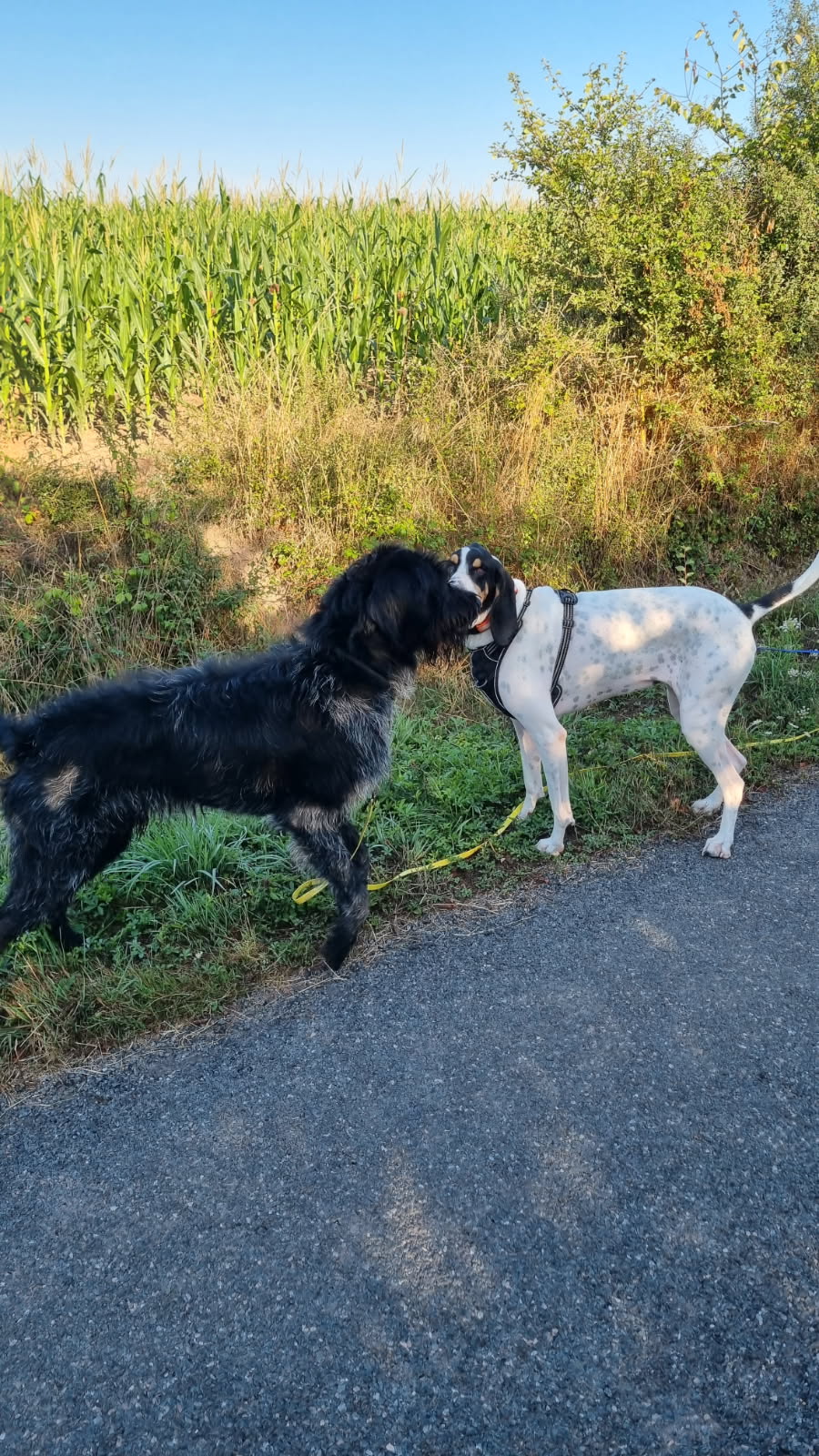 L'UniVair des chiens — photo