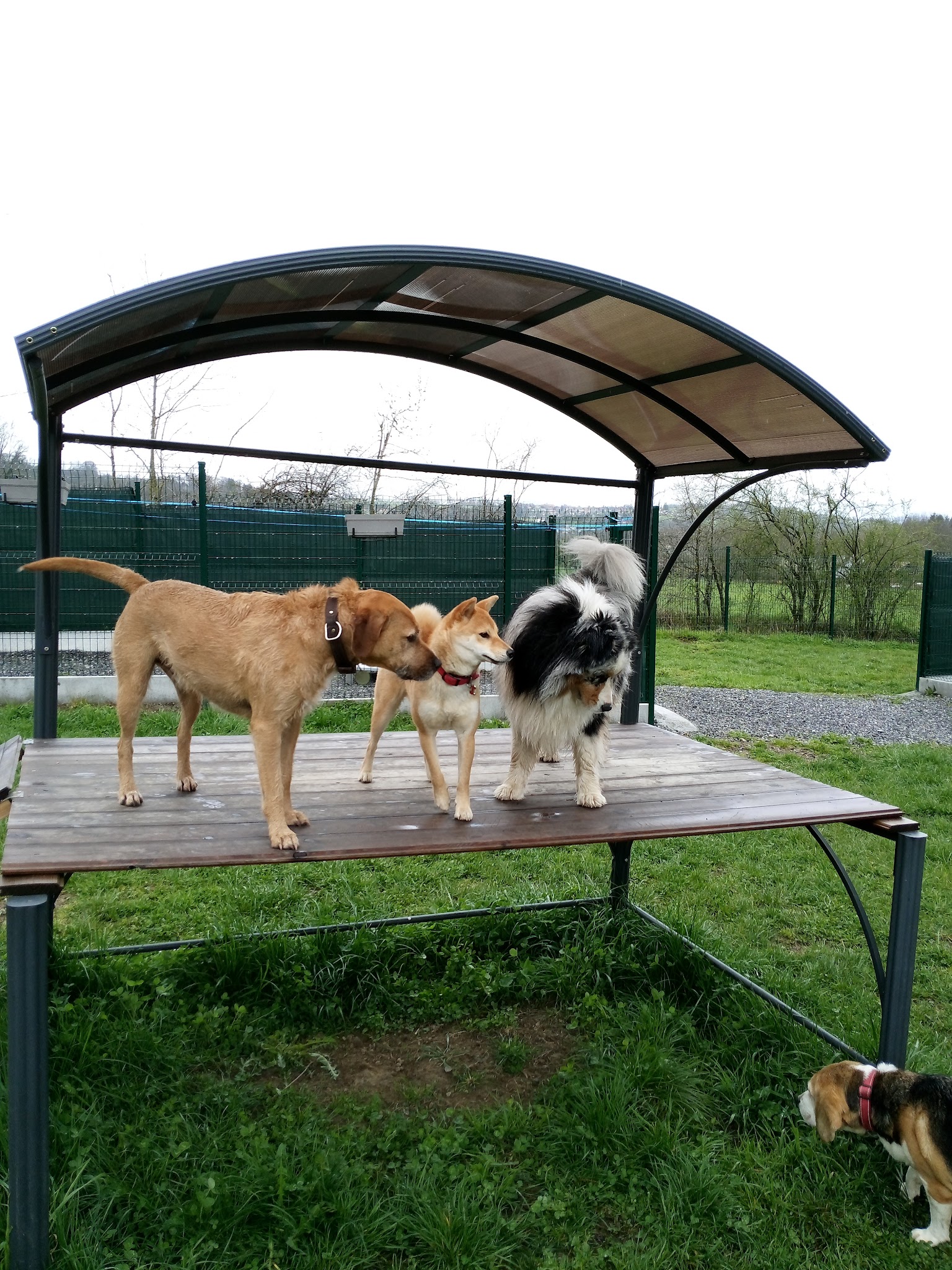 Pension Canine Bel Horizon — photo