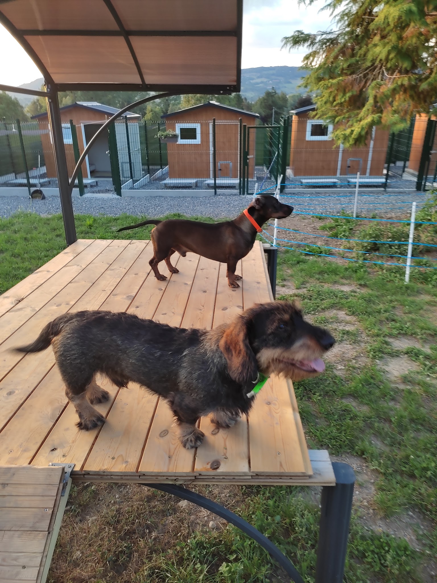 Pension Canine Bel Horizon — photo