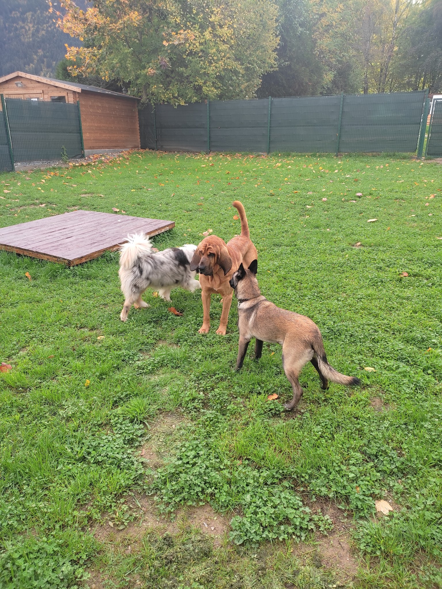 Pension Canine Bel Horizon — photo