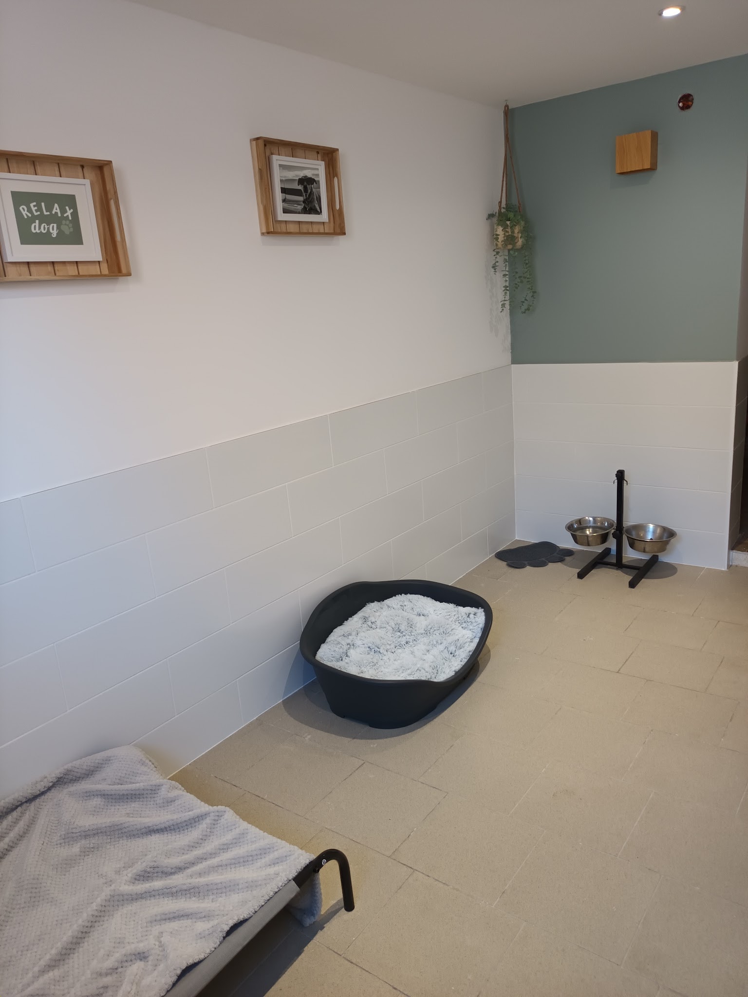 Éducateur Canin Relax dog - Garde d'animaux — photo