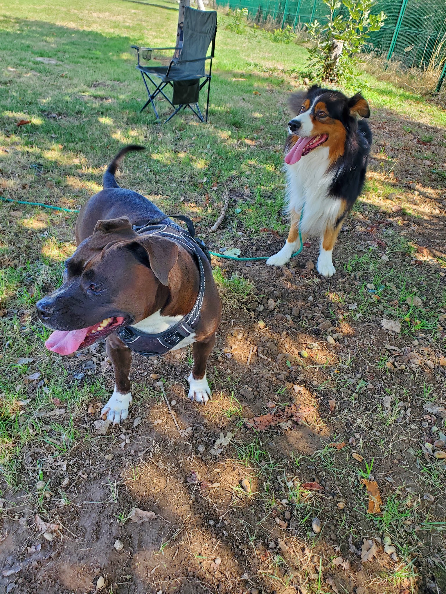 Pension canine La Goulotte — photo