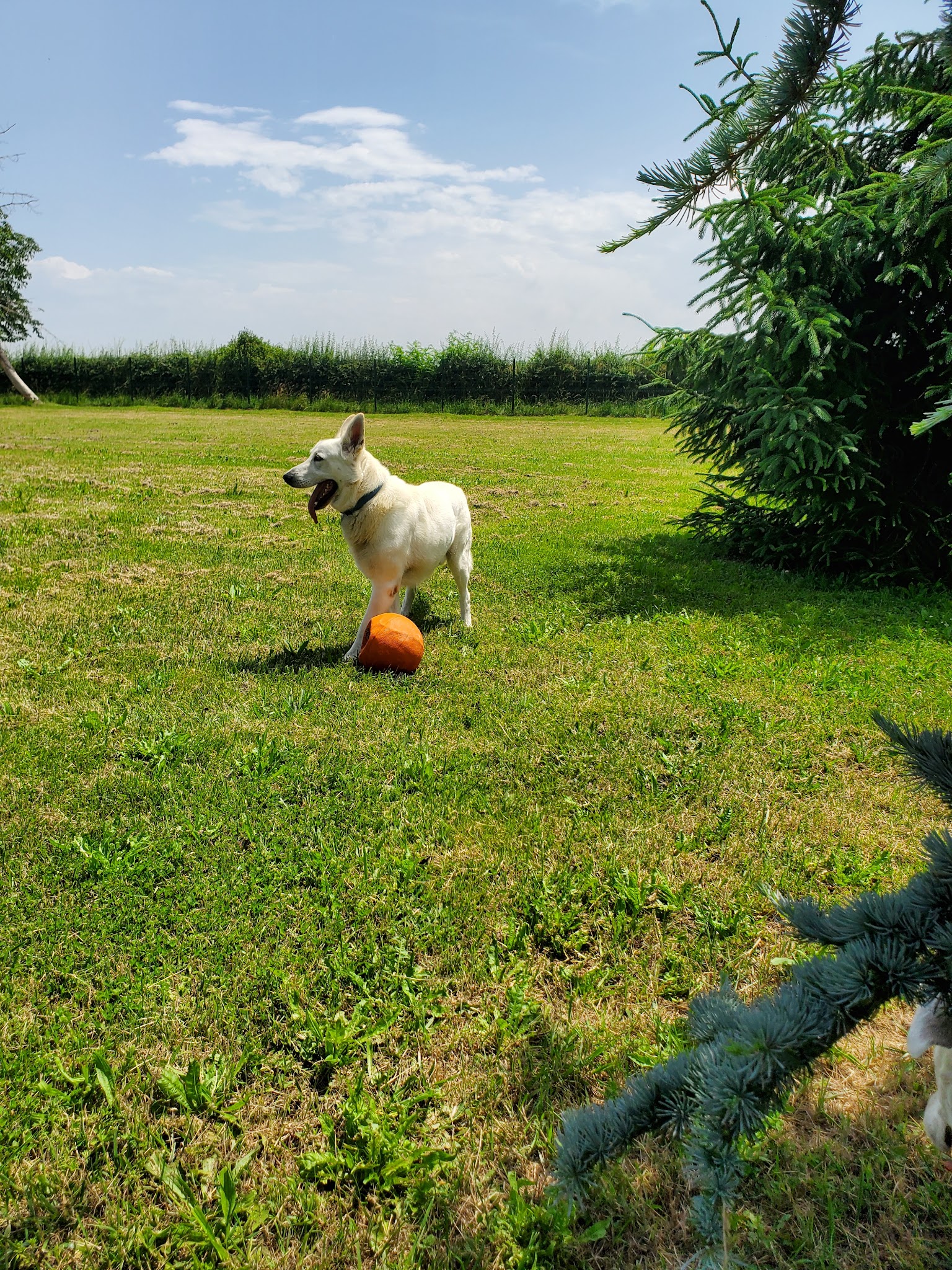Pension canine La Goulotte — photo