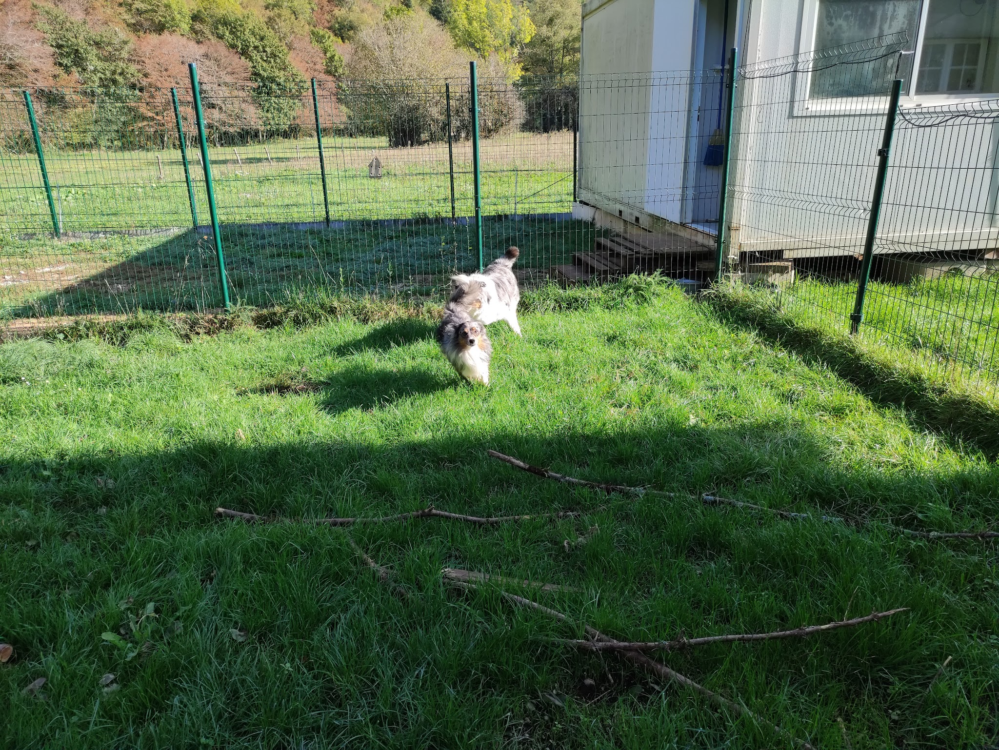 PENSION EDEN DOGS — photo