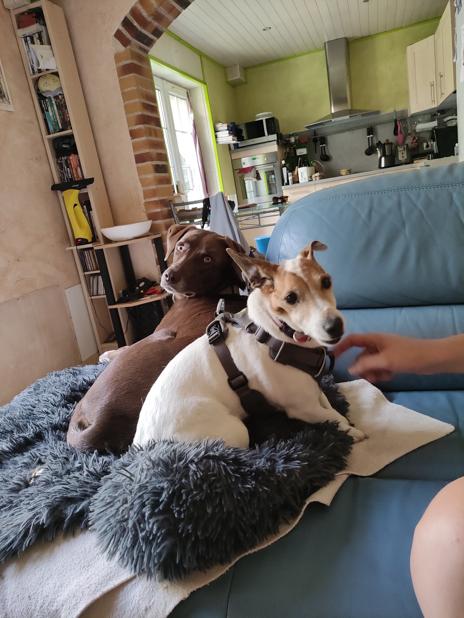 PENSION EDEN DOGS — photo