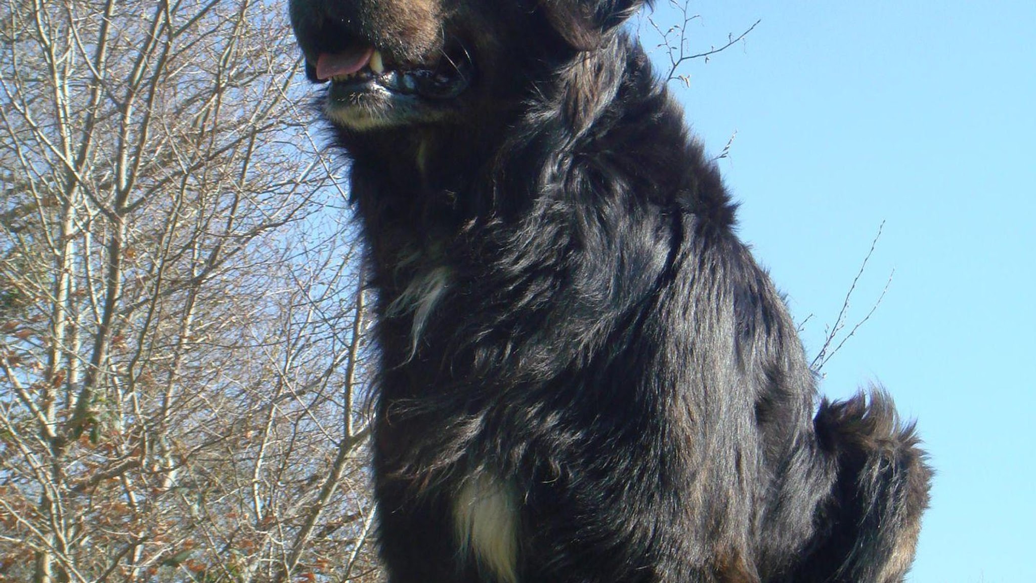 Agil'Canin 36