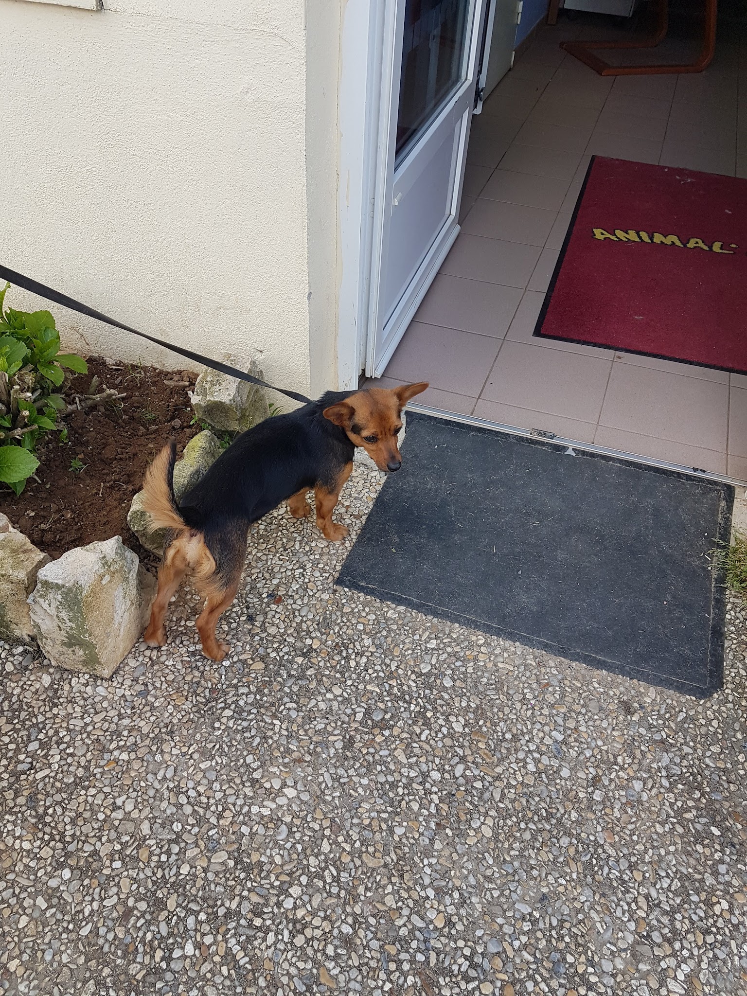 Animal Or — photo