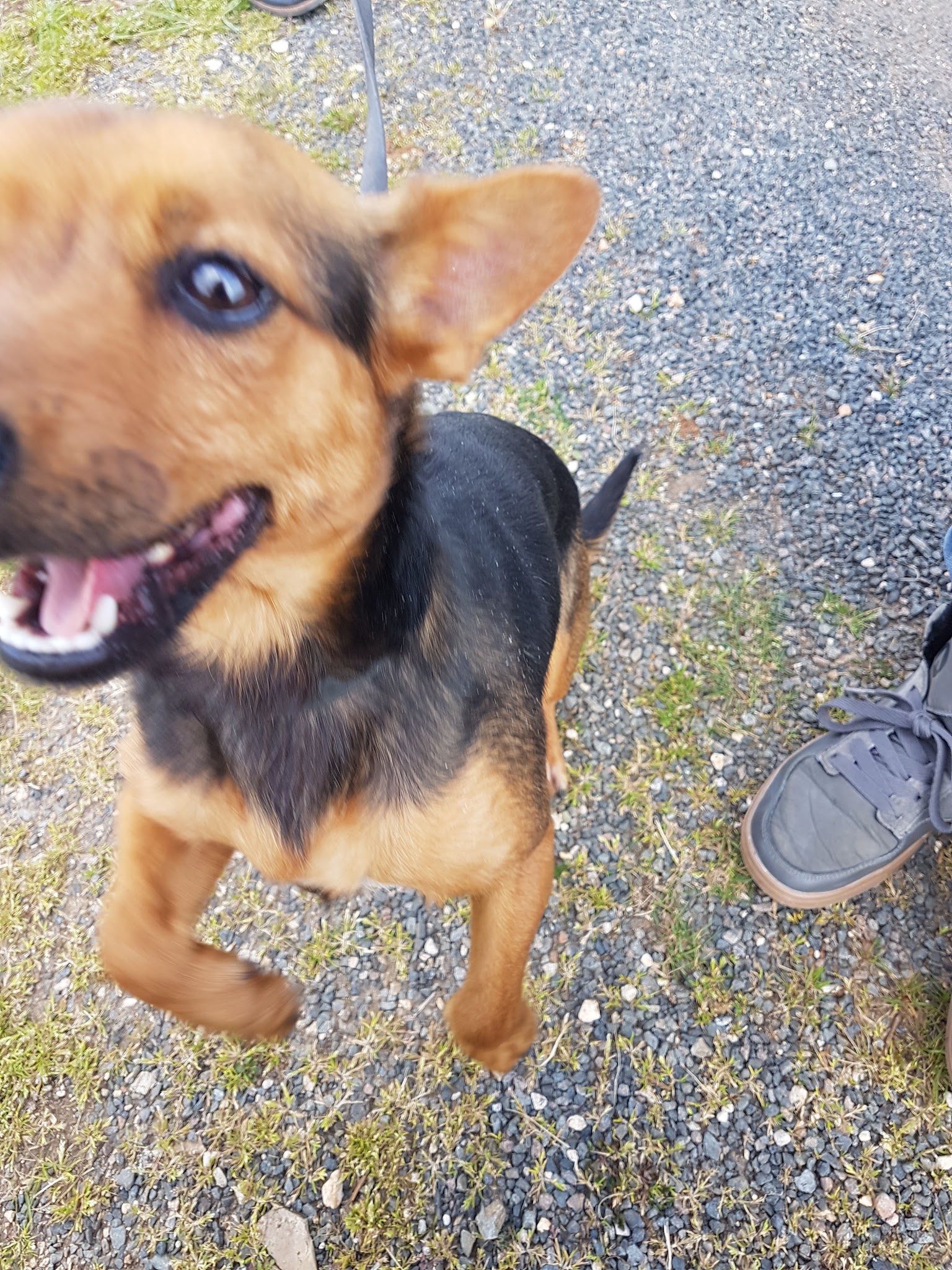 Animal Or — photo