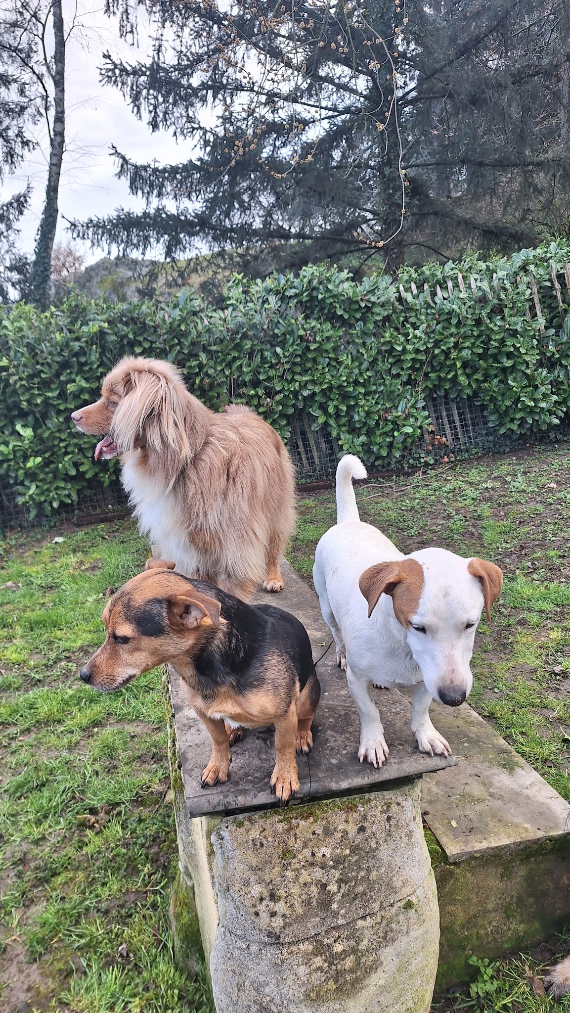 À TOUTOUX NOS AMOURS (Fanny Euksuzian Renard) — photo