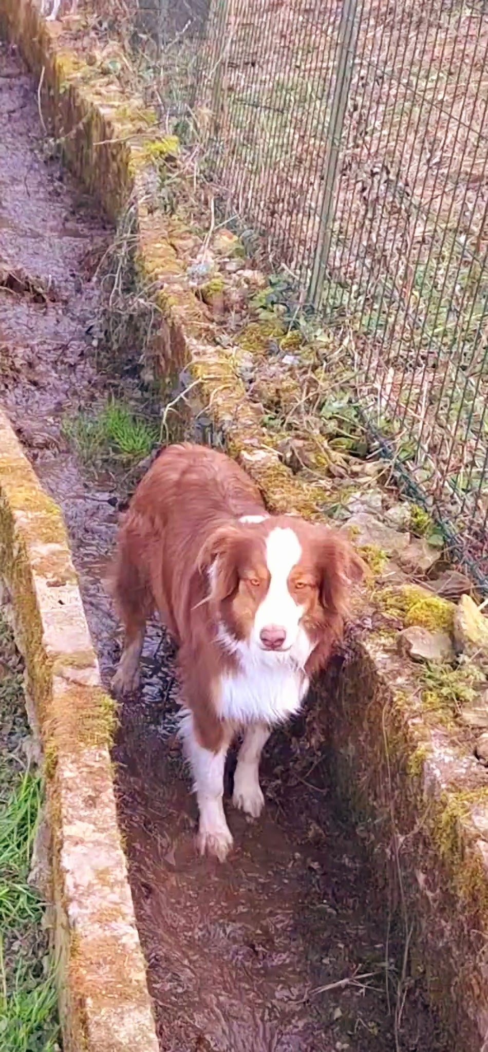 À TOUTOUX NOS AMOURS (Fanny Euksuzian Renard) — photo