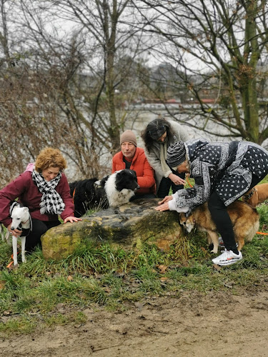 DOG TROTTEUR