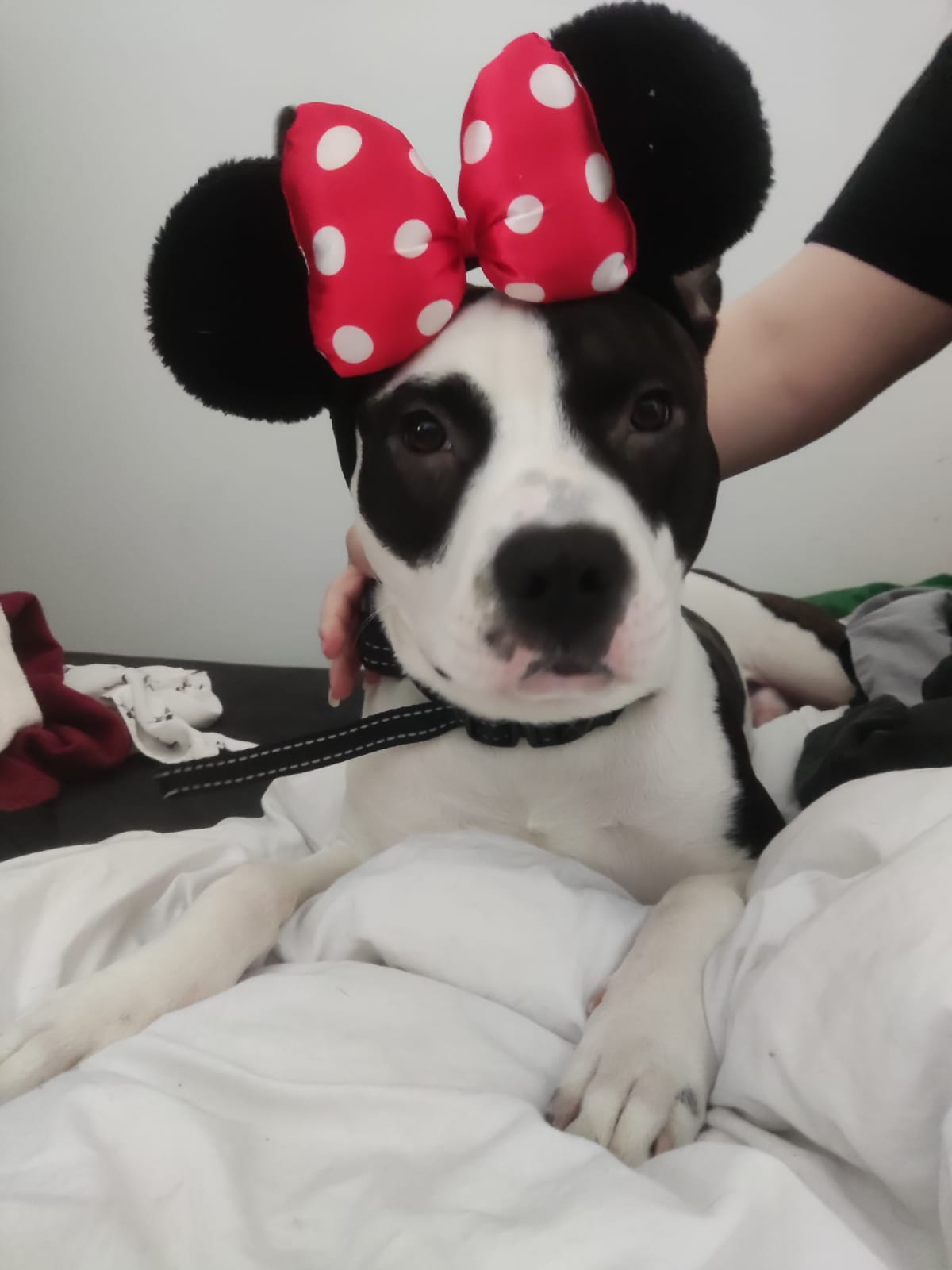 DOG TROTTEUR — photo
