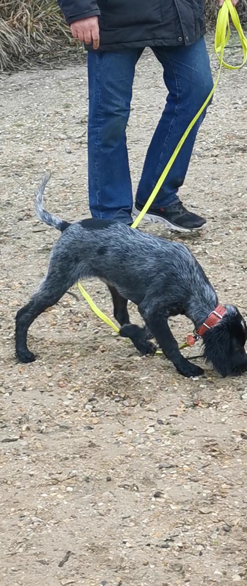DOG TROTTEUR — photo