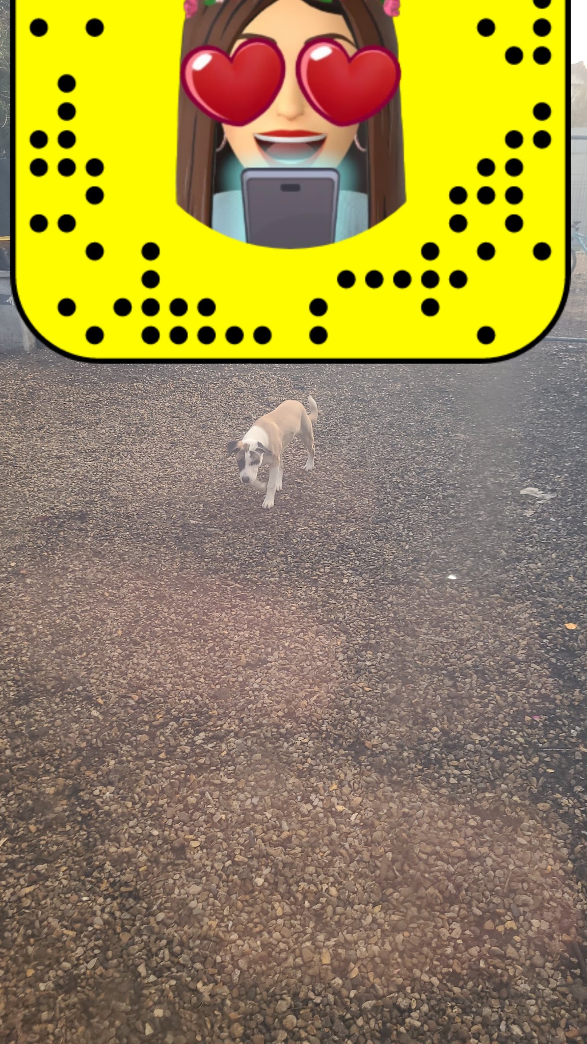 DOG TROTTEUR — photo