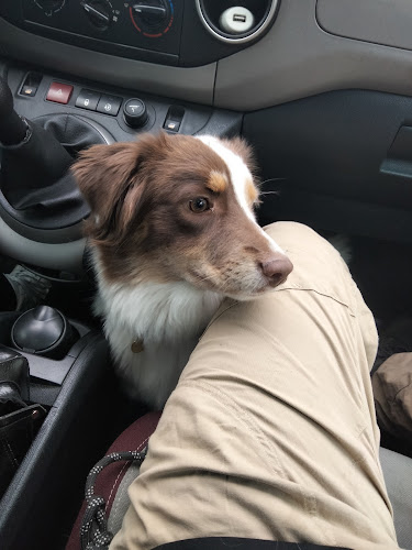 MatPetSitter
