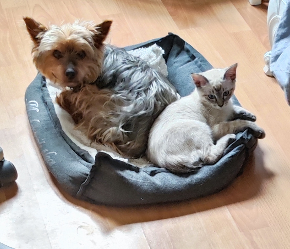 MatPetSitter — photo