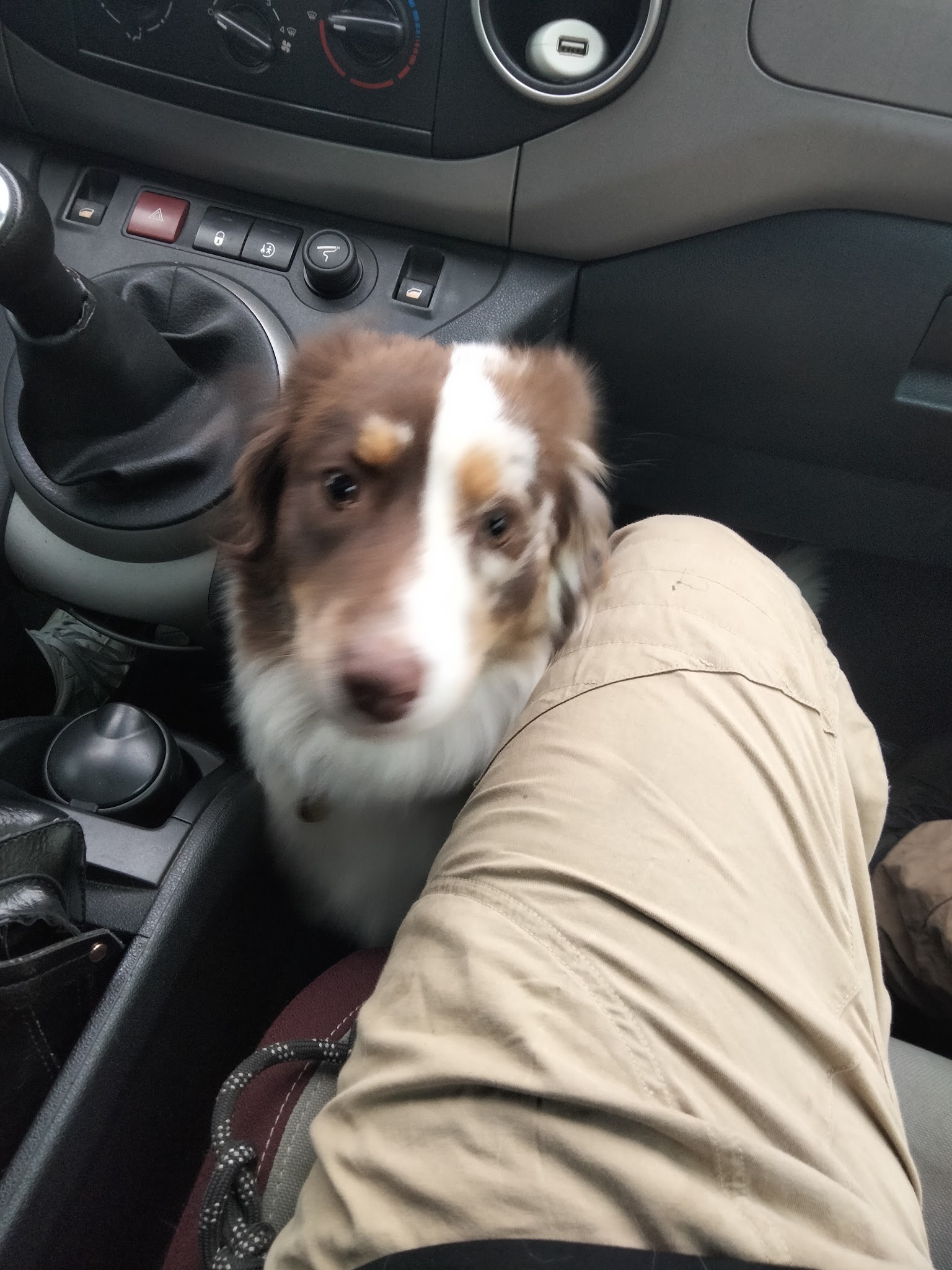 MatPetSitter — photo