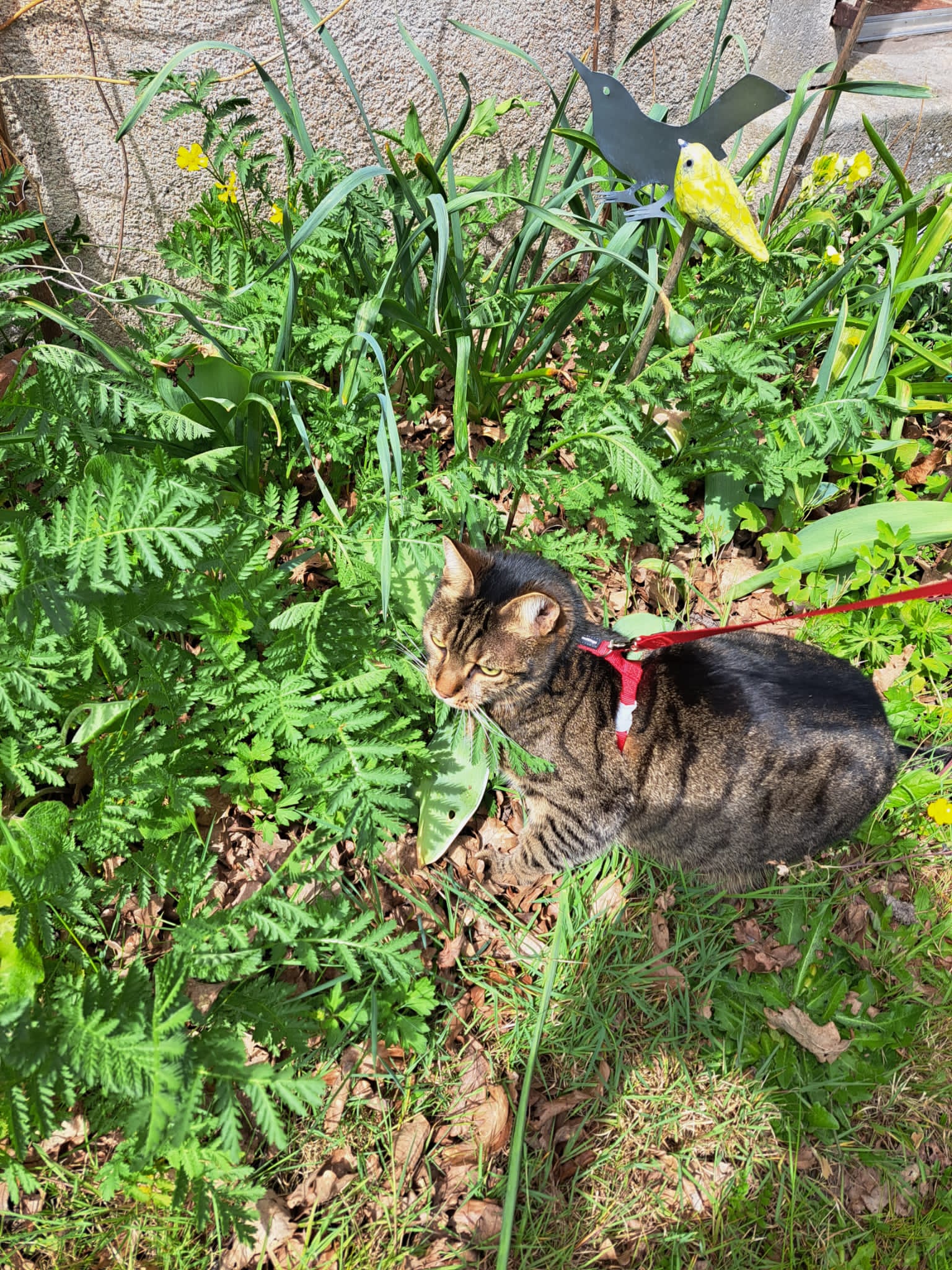 MatPetSitter — photo